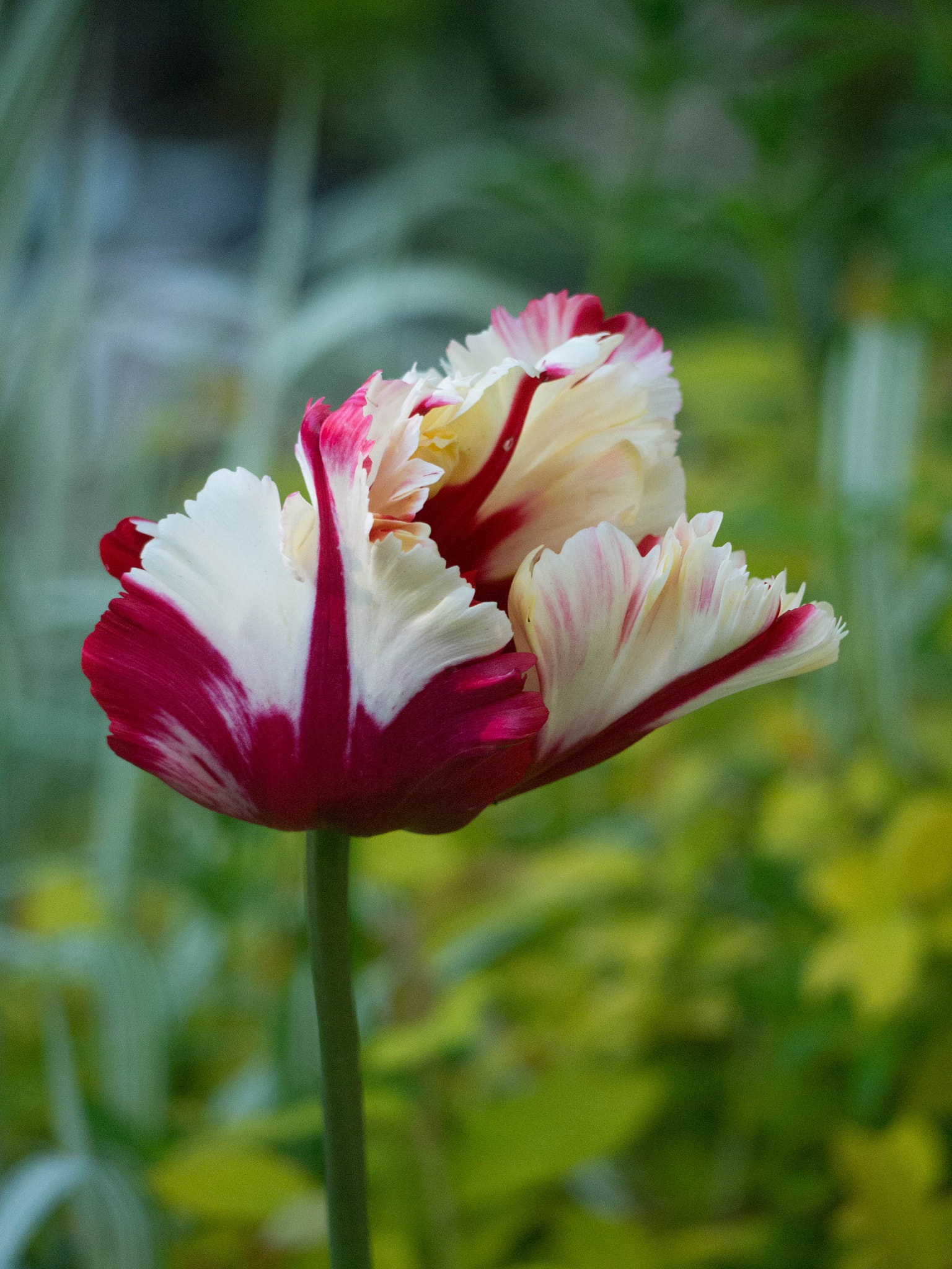 Panasonic Lumix G Vario 45-200mm F4-5.6 OIS sample photo. -1605_glasgow017017.jpg photography