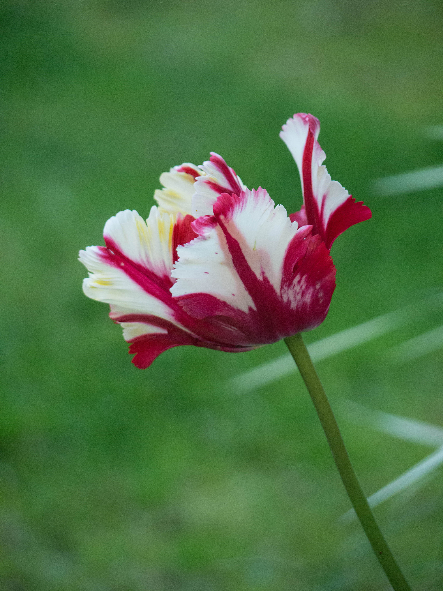Panasonic Lumix G Vario 45-200mm F4-5.6 OIS sample photo. -1605_glasgow019019.jpg photography