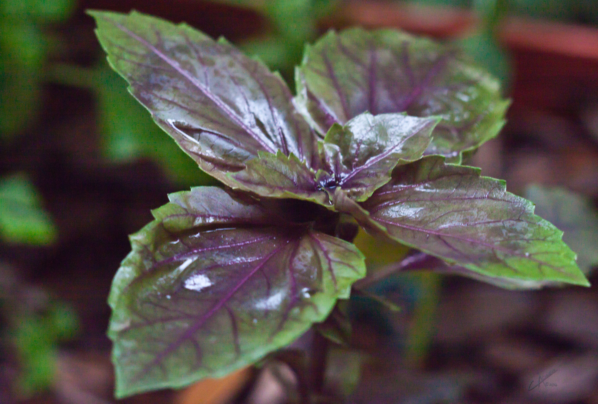 Canon EOS 500D (EOS Rebel T1i / EOS Kiss X3) + Canon EF 50mm F1.8 II sample photo. Purple basil photography