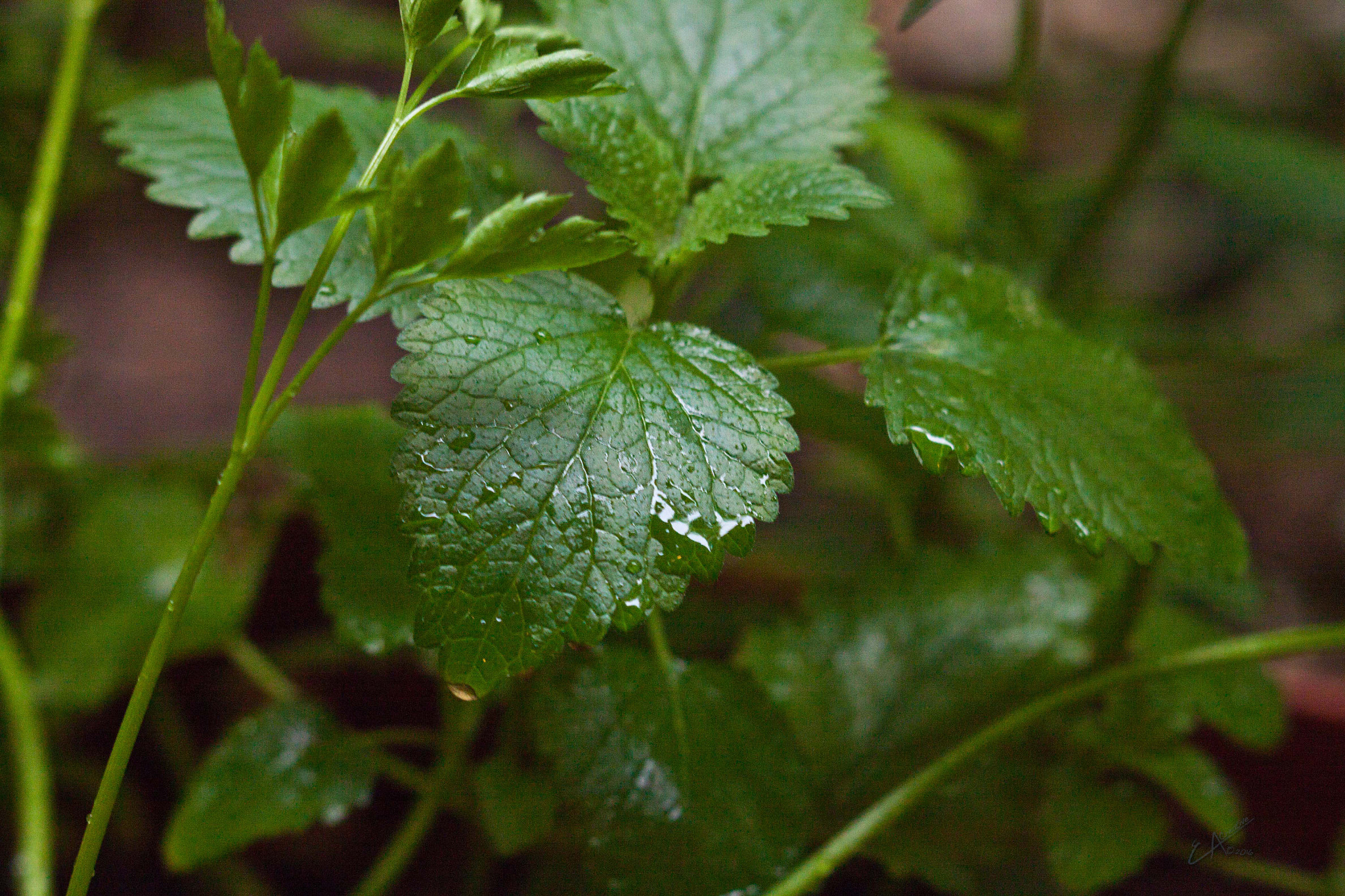 Canon EOS 500D (EOS Rebel T1i / EOS Kiss X3) + Canon EF 50mm F1.8 II sample photo. Lemon balm photography