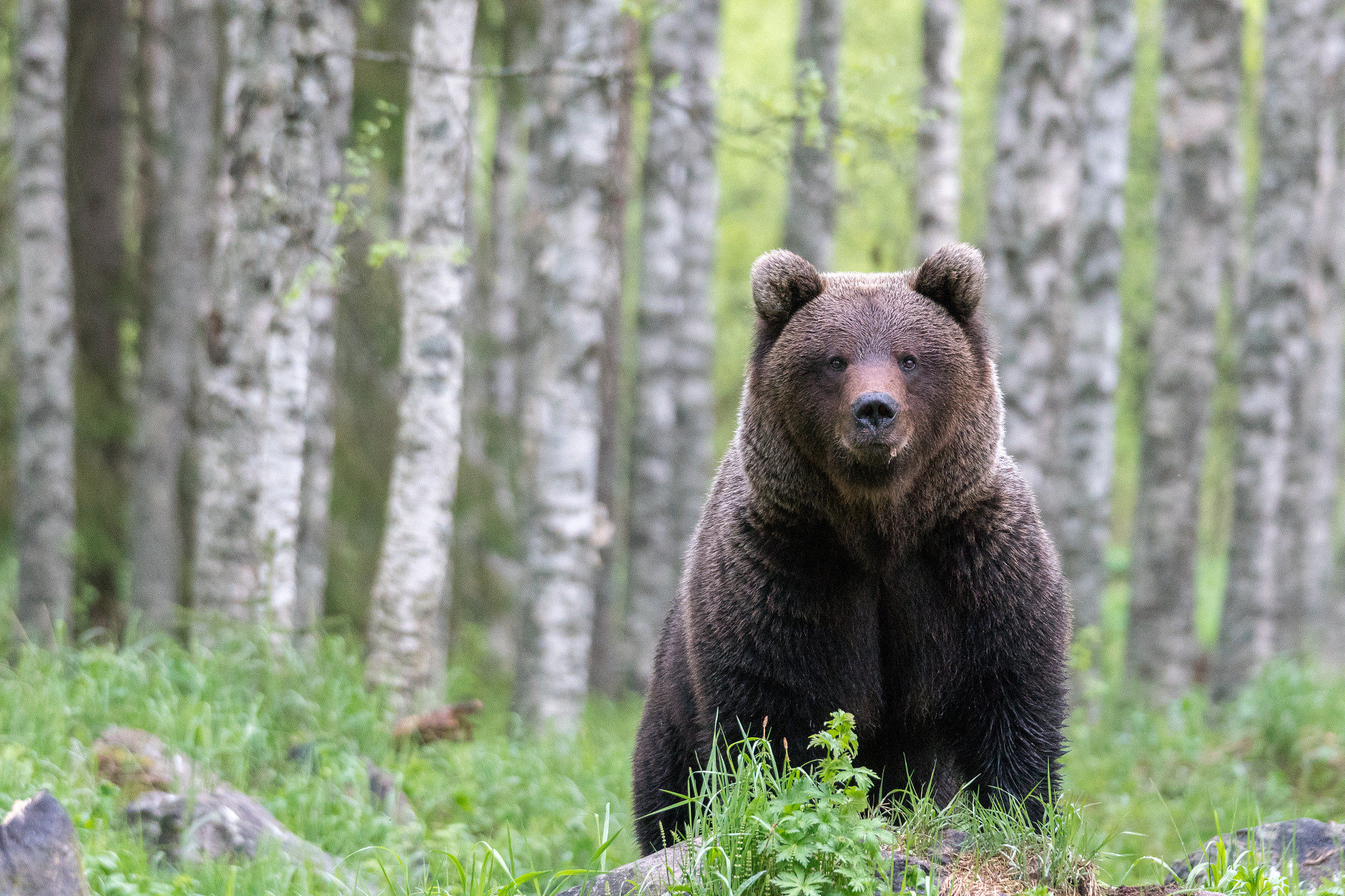 Sony a7R II + Sony 70-400mm F4-5.6 G SSM II sample photo. Nice bear in the wild  photography