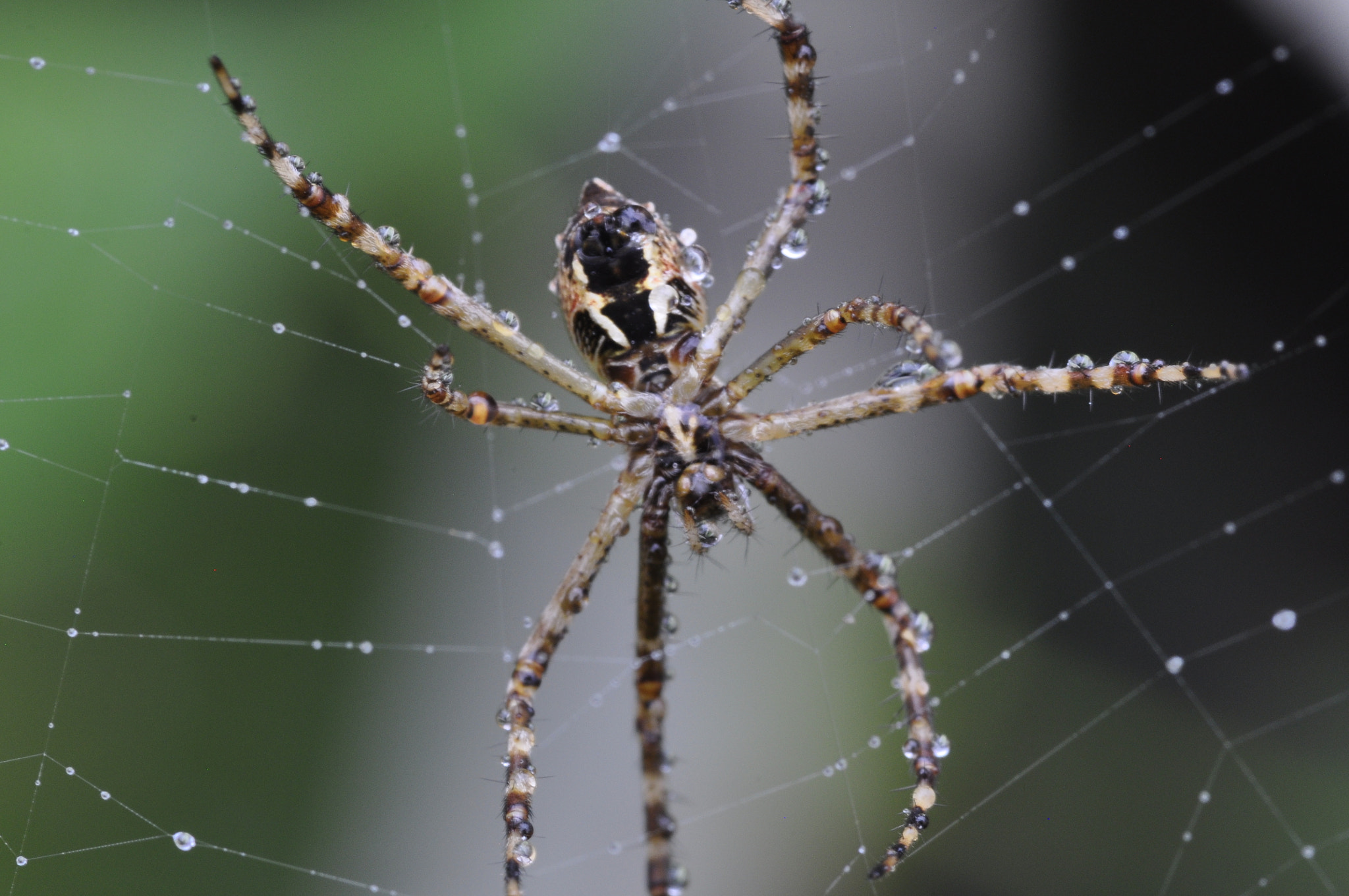 Sigma 105mm F2.8 EX DG OS HSM sample photo. Spider in the raining photography