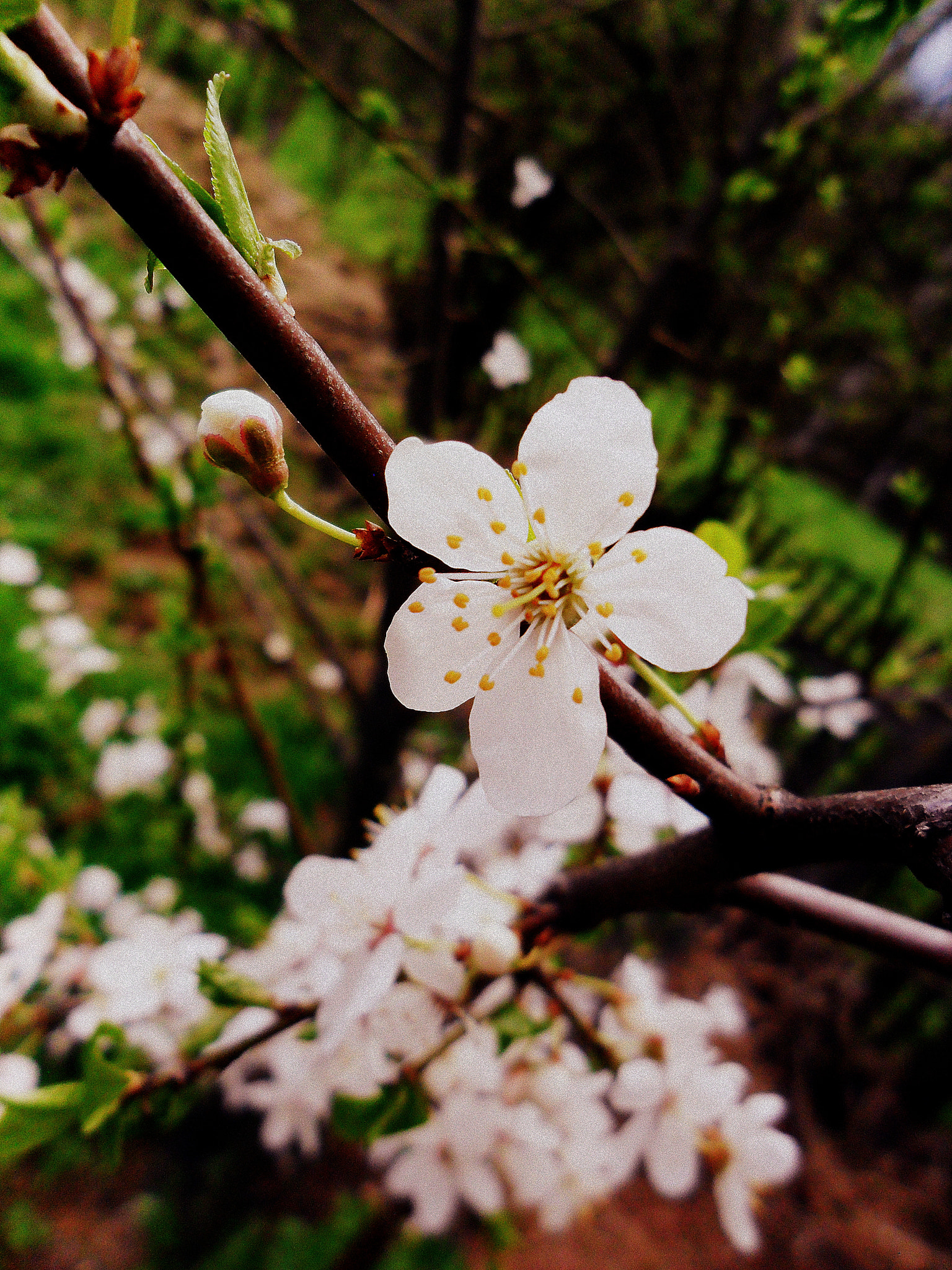 Samsung ES70, ES71 / VLUU ES70, ES71 /  SL600 sample photo. Flowers photography
