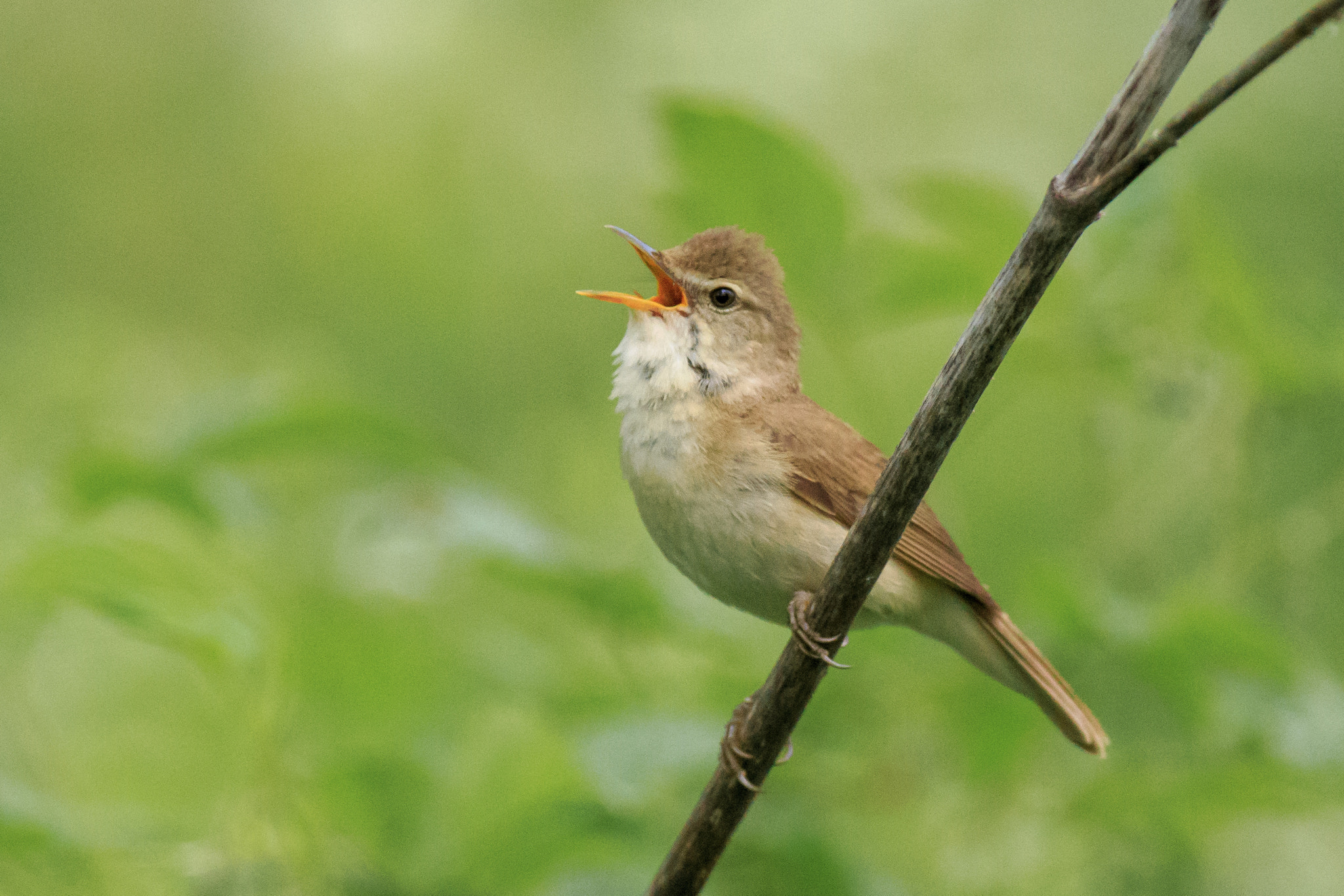 Canon EOS 6D + Canon EF 300mm f/2.8L + 2x sample photo. Bird singing photography