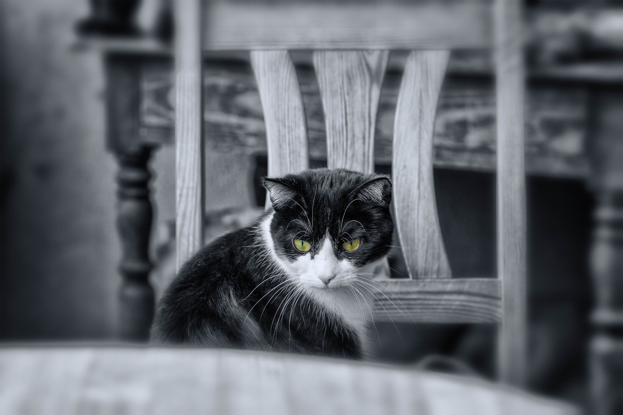 Nikon D3X + Nikon AF Nikkor 105mm F2D DC sample photo. Princess lizzy the wise on the chair photography