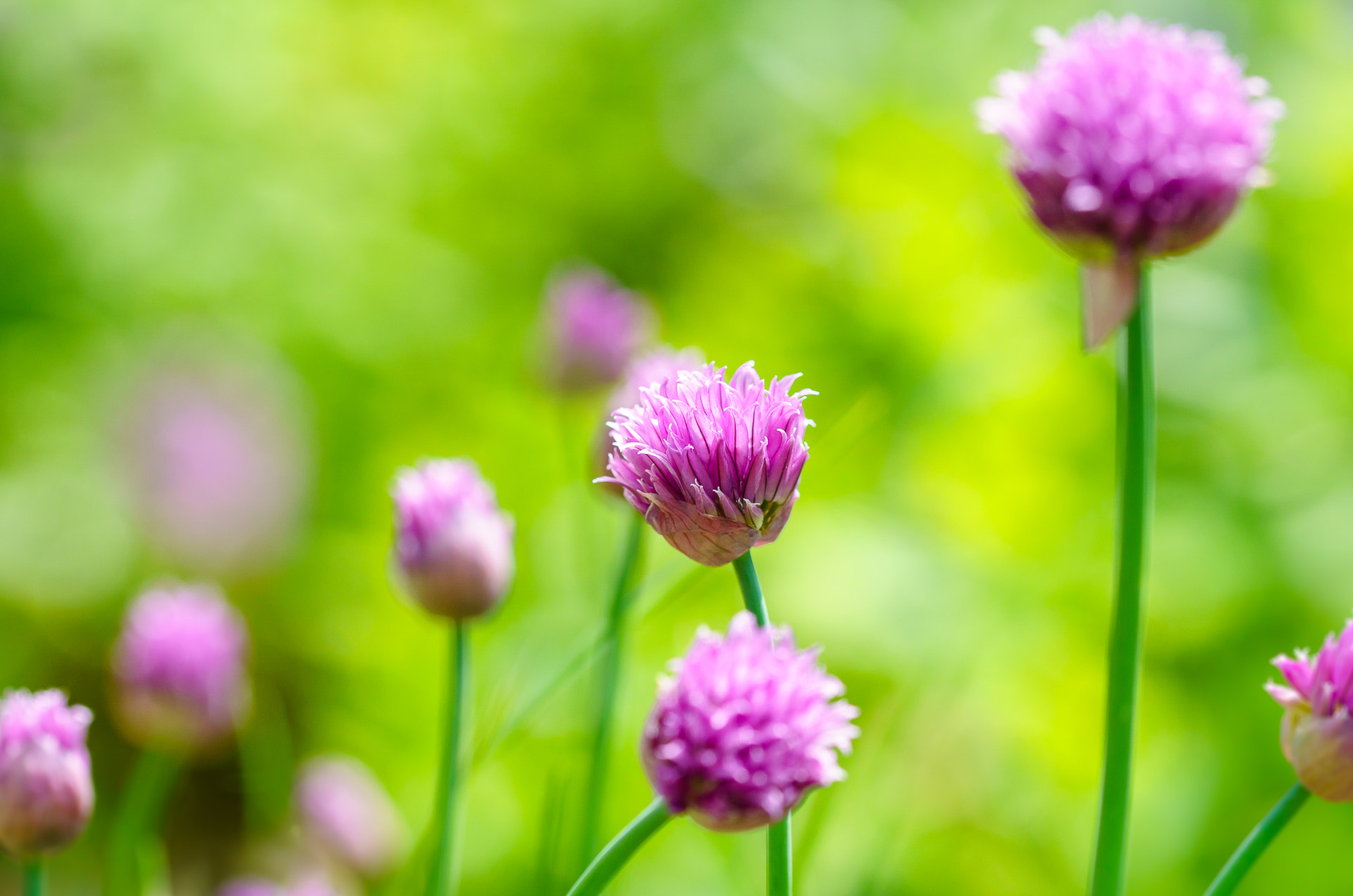 105mm F2.8 sample photo. ... photography