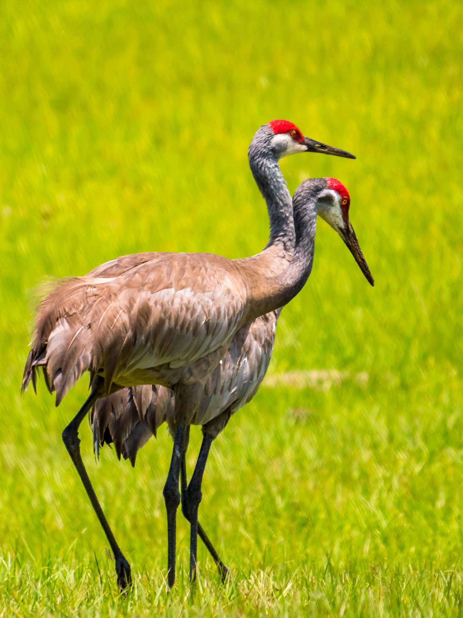 Panasonic Lumix DMC-GX8 + LEICA DG 100-400/F4.0-6.3 sample photo. Strolling sandhill cranes photography