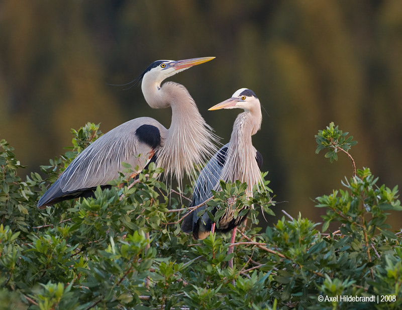 Canon EOS-1D Mark III + Canon EF 500mm F4L IS USM sample photo. Great blue herons photography