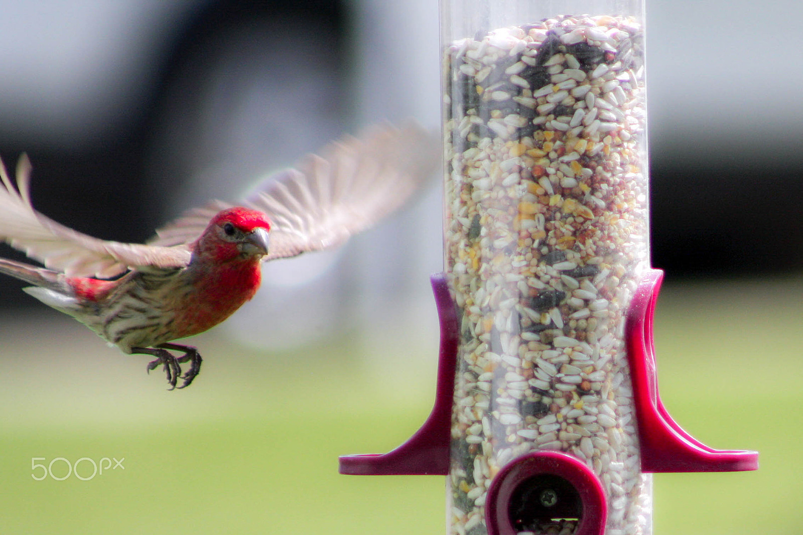 Canon EOS 40D + EF75-300mm f/4-5.6 sample photo. Finch flight photography
