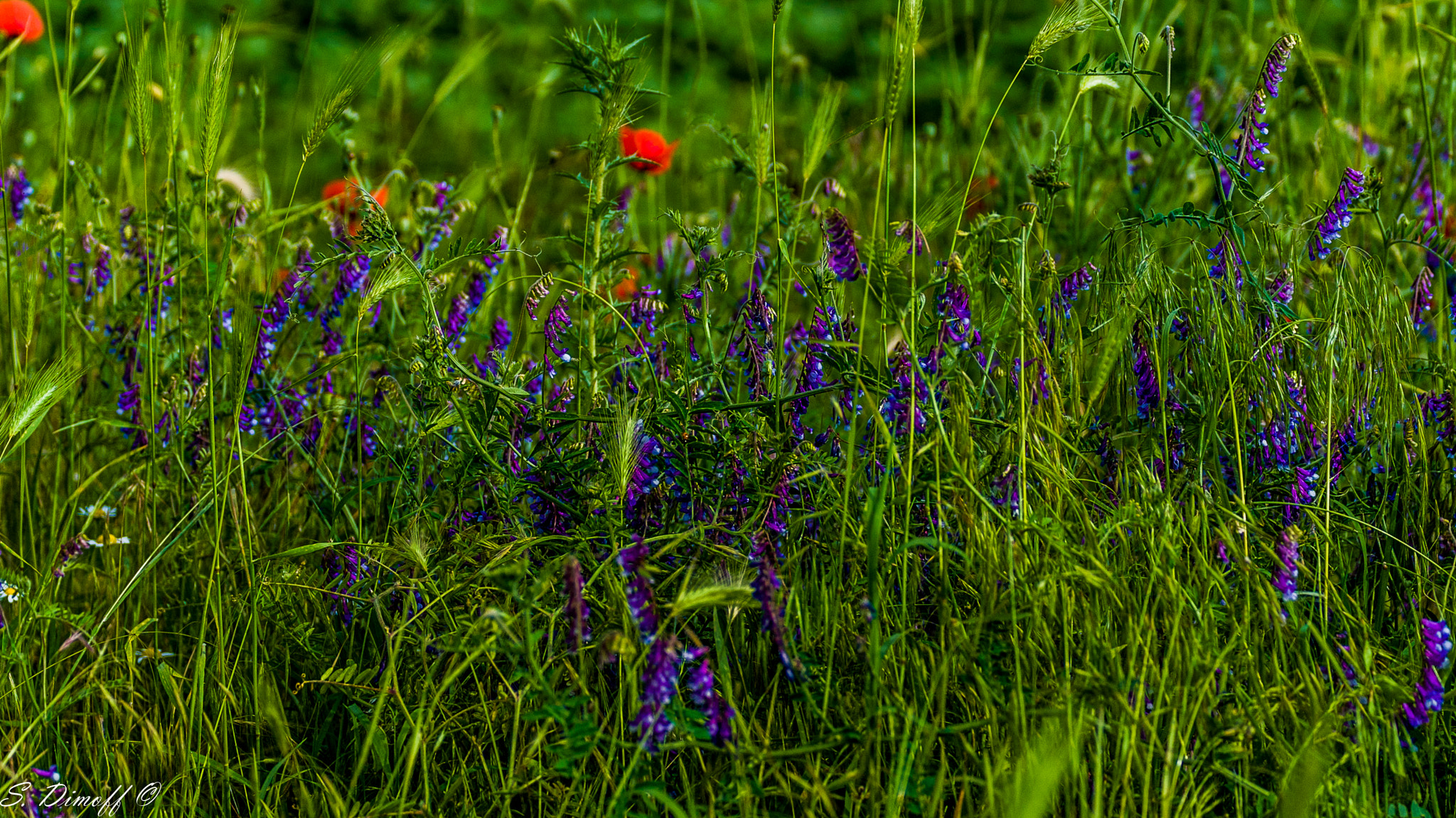 Sony Alpha DSLR-A200 + Tamron SP 70-300mm F4-5.6 Di USD sample photo. Wild flowers... photography