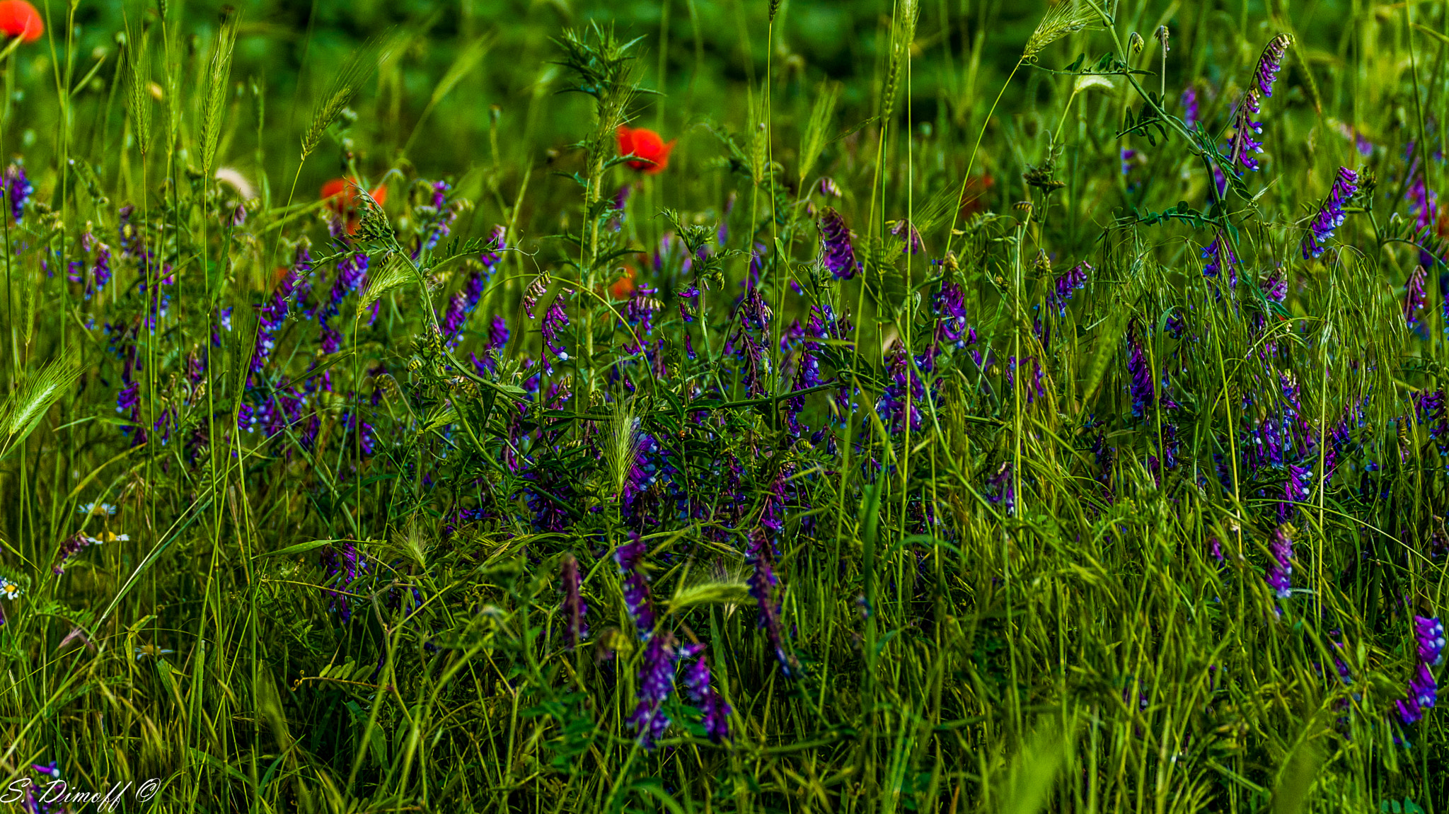 Tamron SP 70-300mm F4-5.6 Di USD sample photo. Wild flowers... photography