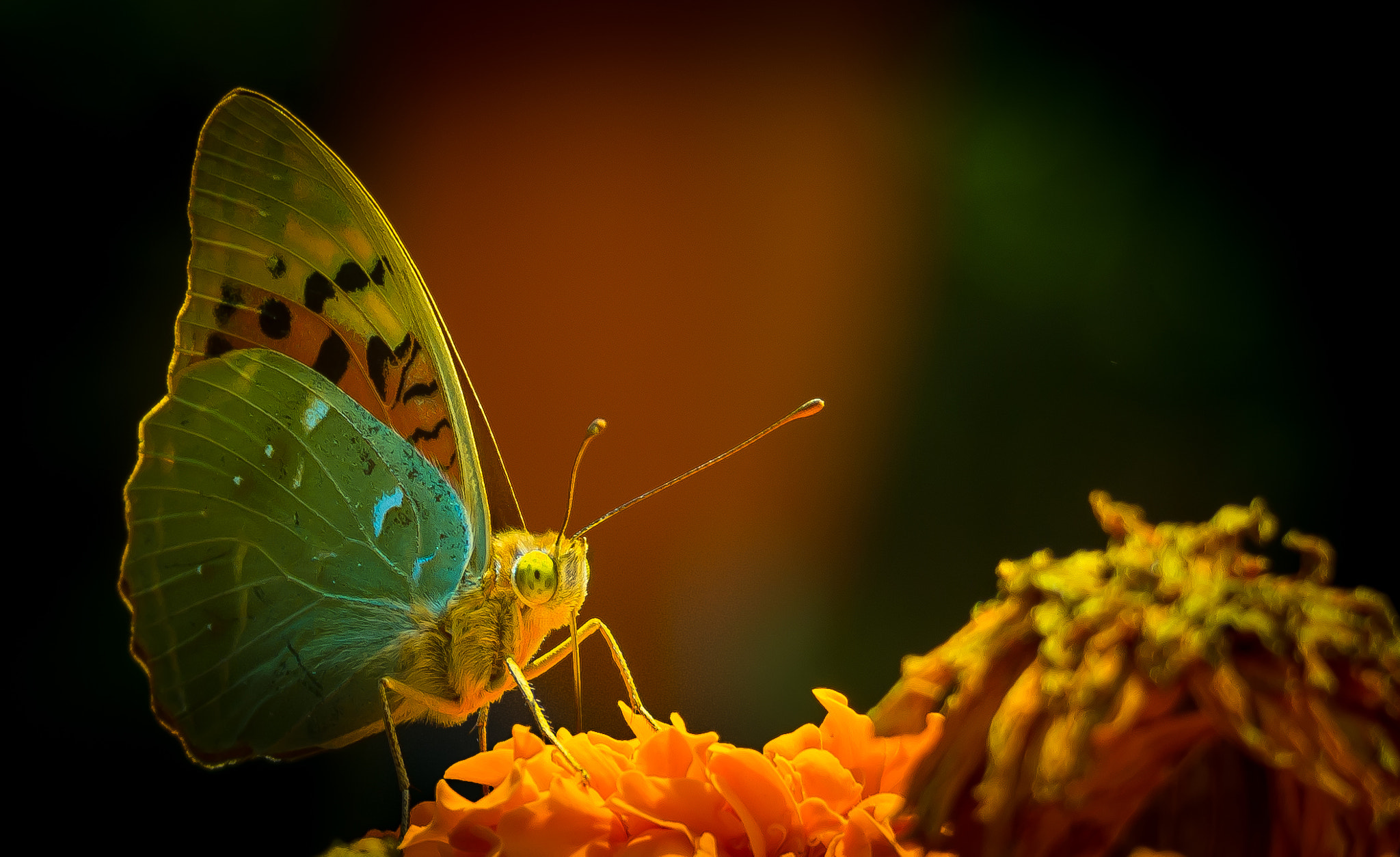 Olympus PEN E-P5 sample photo. Armenian butterfly photography