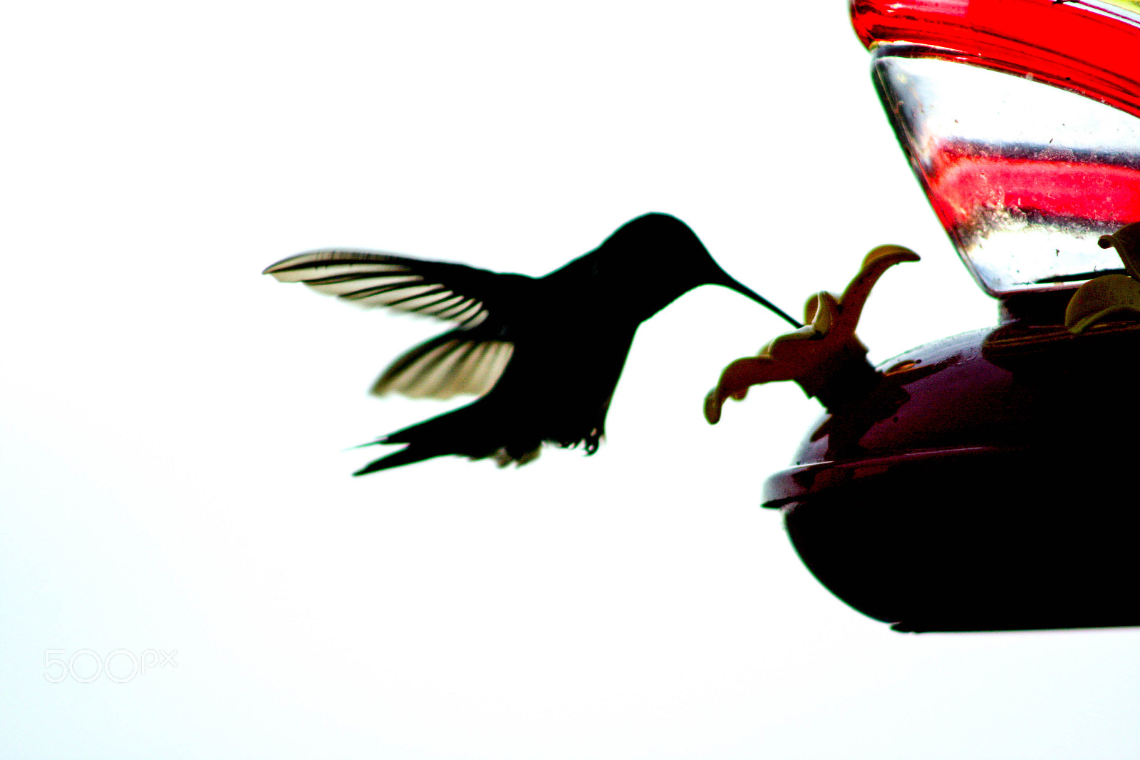 Canon EOS 40D + EF75-300mm f/4-5.6 sample photo. Hummingbird photography