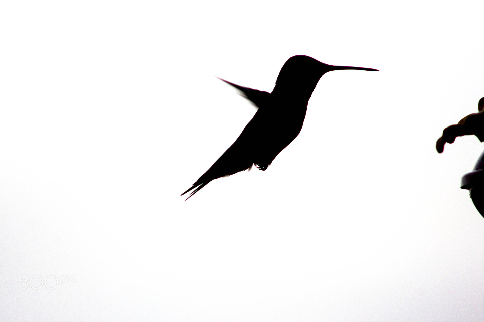 Canon EOS 40D + EF75-300mm f/4-5.6 sample photo. Hummingbird photography