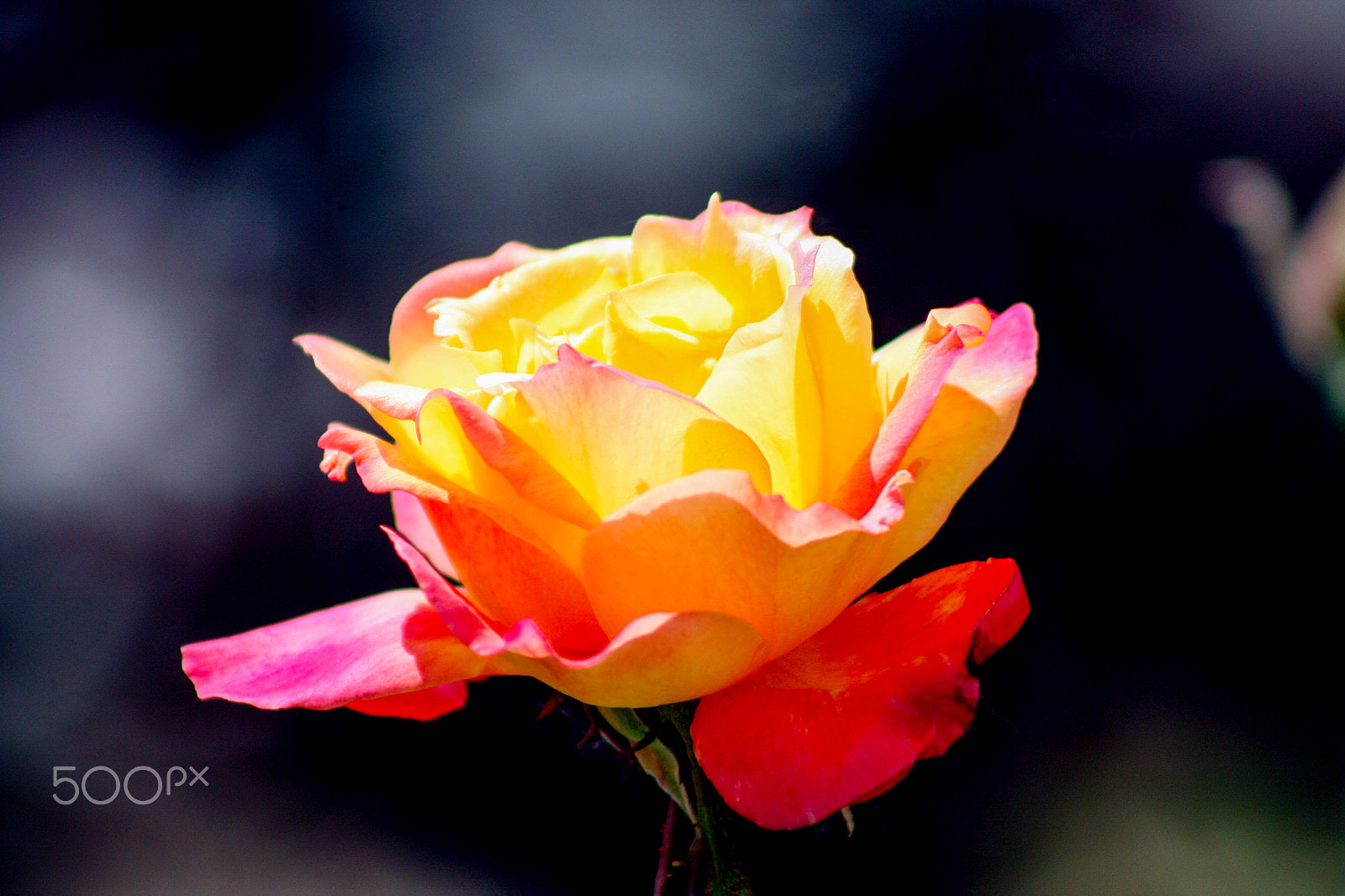 Canon EOS 40D + EF75-300mm f/4-5.6 sample photo. Rose in sunlight photography