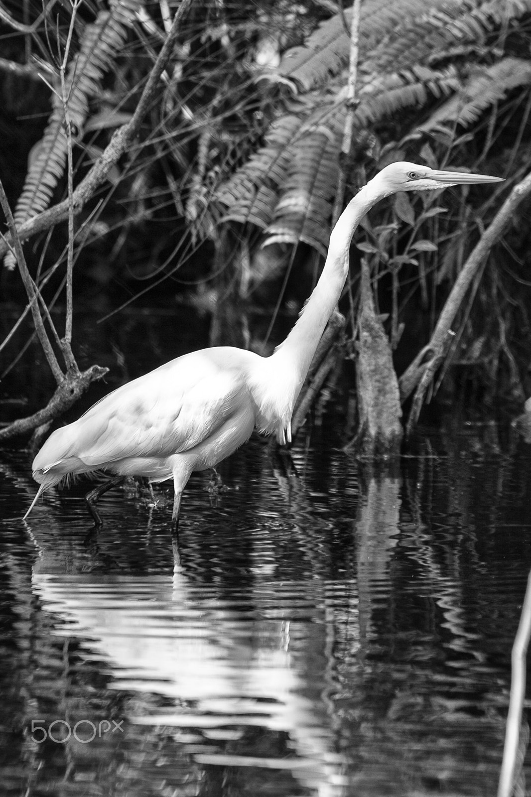 Sigma 70-200mm F2.8 EX DG OS HSM sample photo. Heron 1 photography