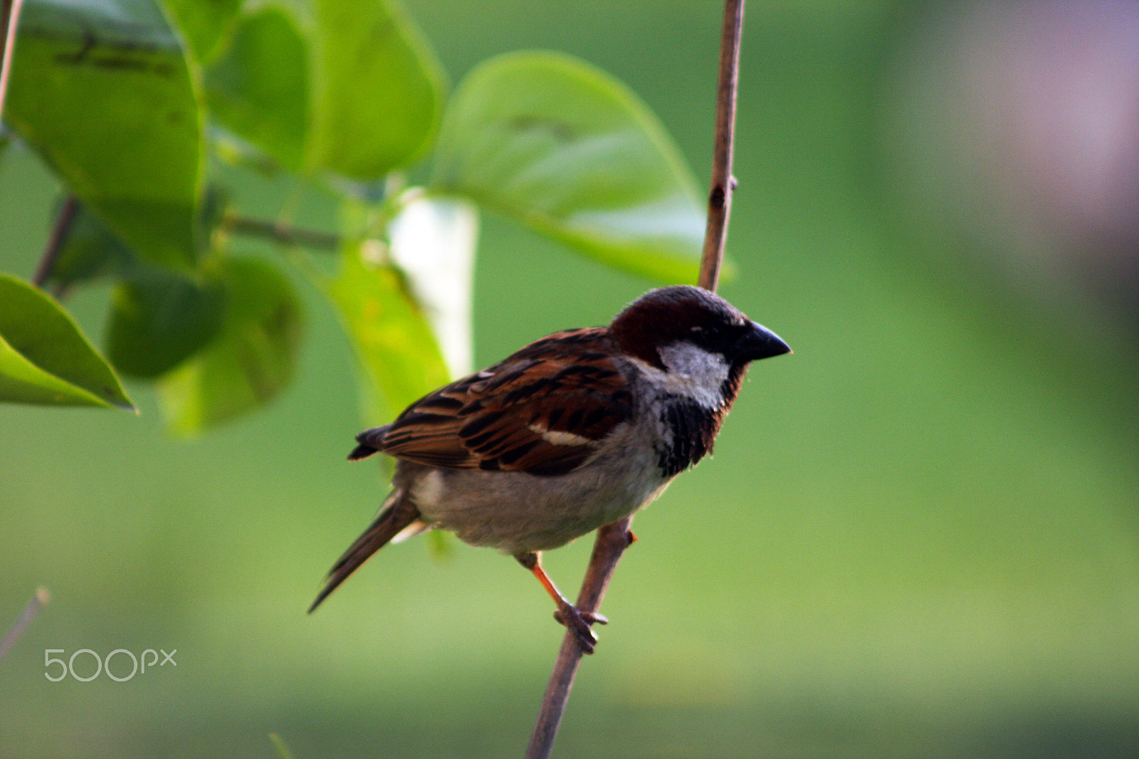 Canon EOS 40D + EF75-300mm f/4-5.6 sample photo. Sparrow sooc photography