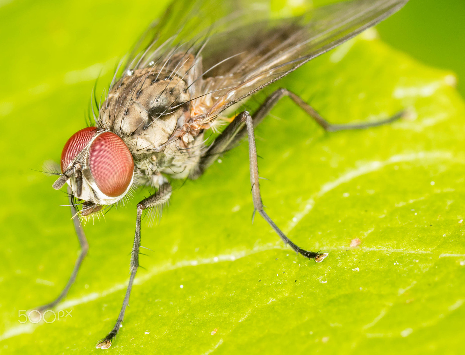 Canon MP-E 65mm F2.5 1-5x Macro Photo sample photo. Macro photography