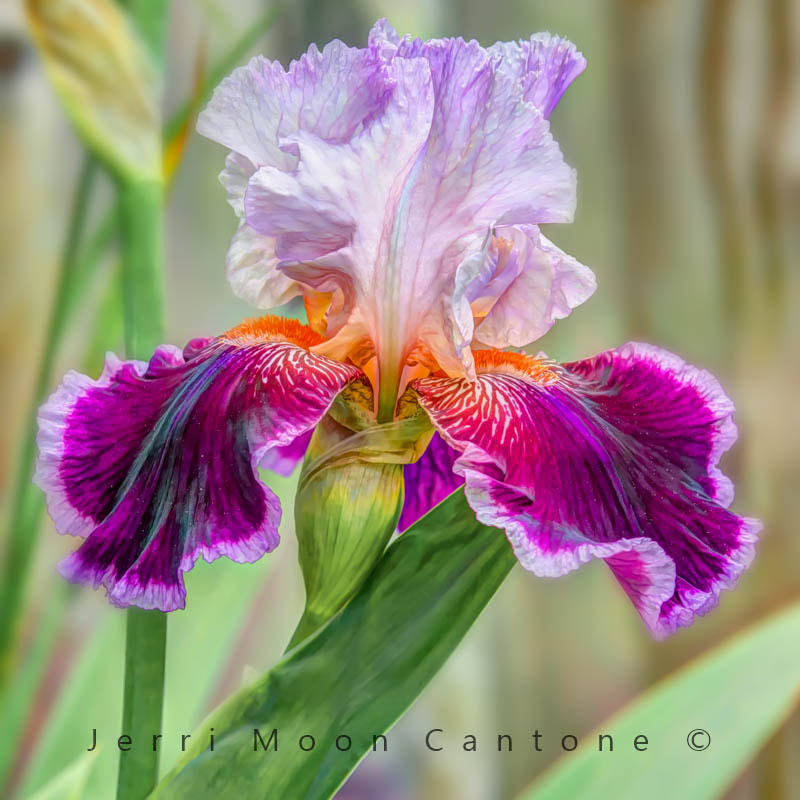 Nikon D7100 + Sigma 105mm F2.8 EX DG Macro sample photo. Purple iris photography