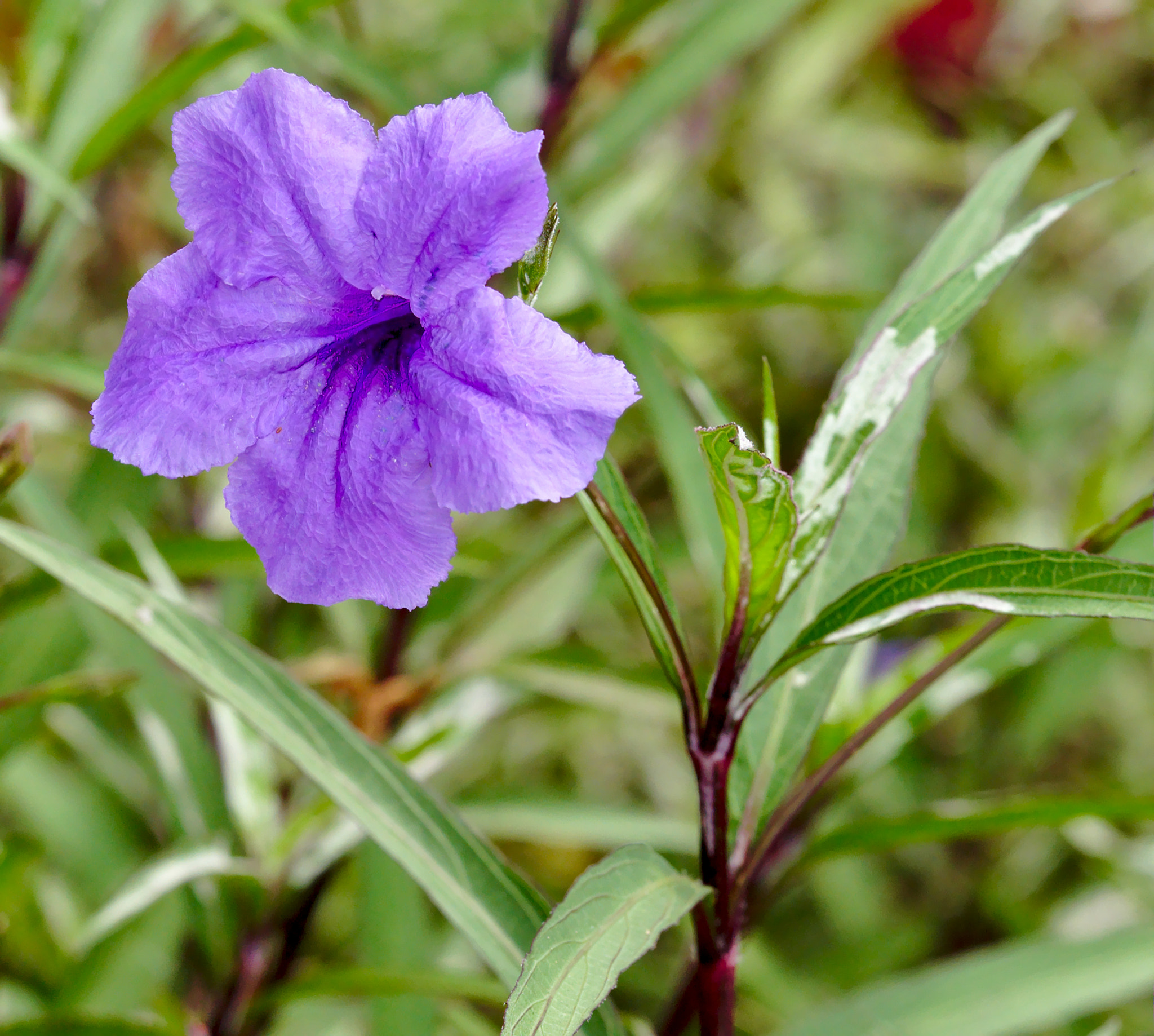 Manual Lens No CPU sample photo. Morning glory photography