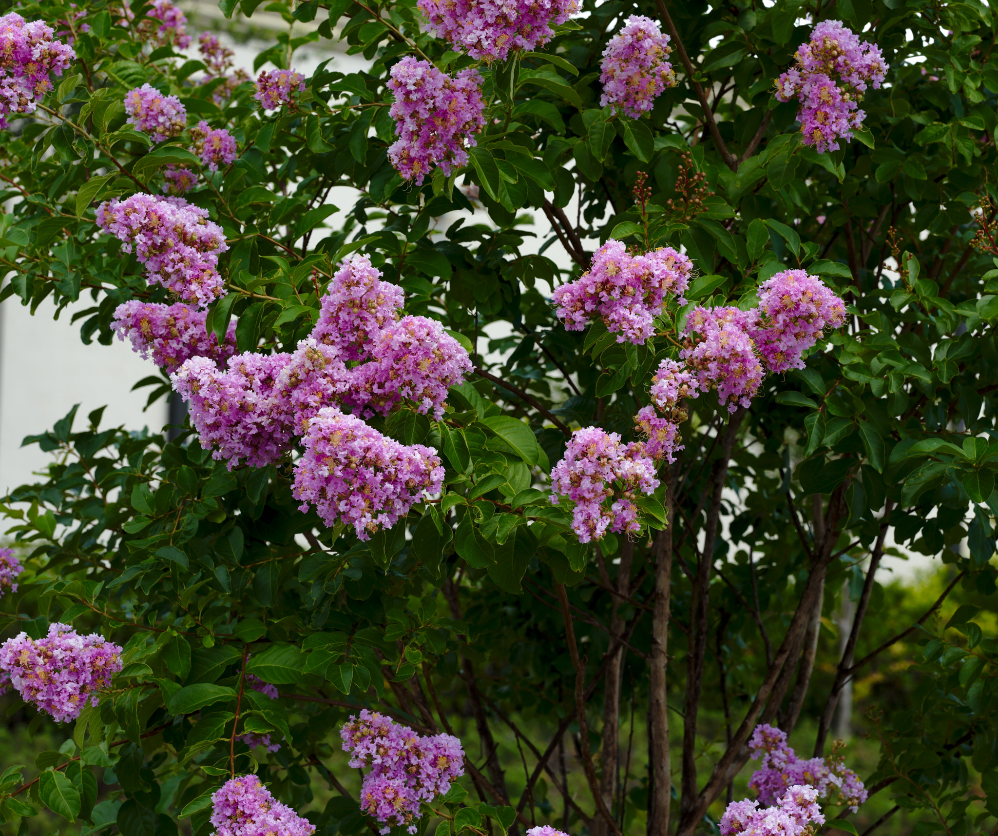 Nikon D810 + Manual Lens No CPU sample photo. Pink crepe myrtle i photography