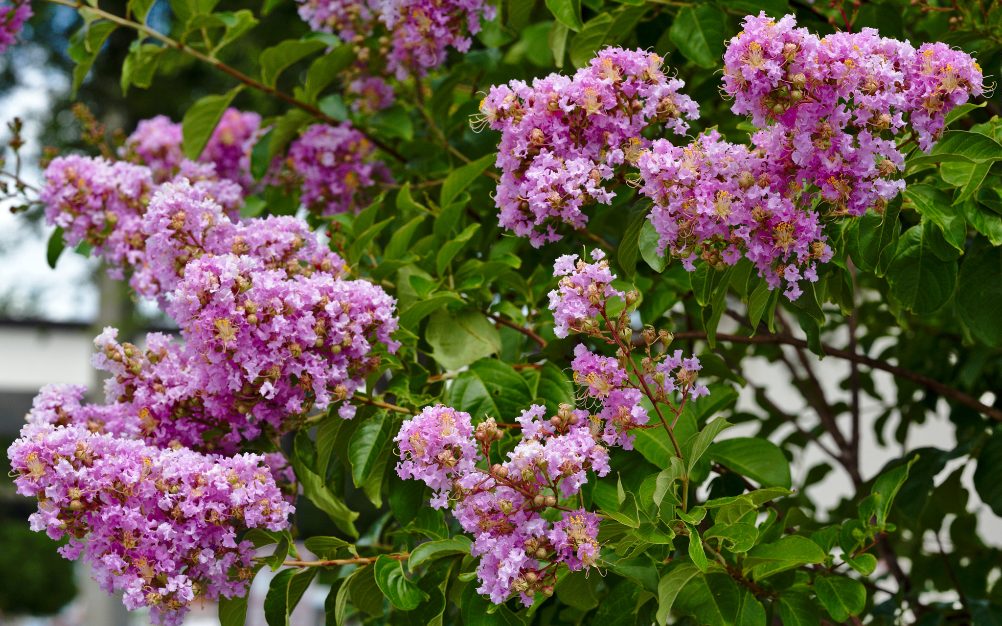 Nikon D810 + Manual Lens No CPU sample photo. Pink crepe myrtle ii photography