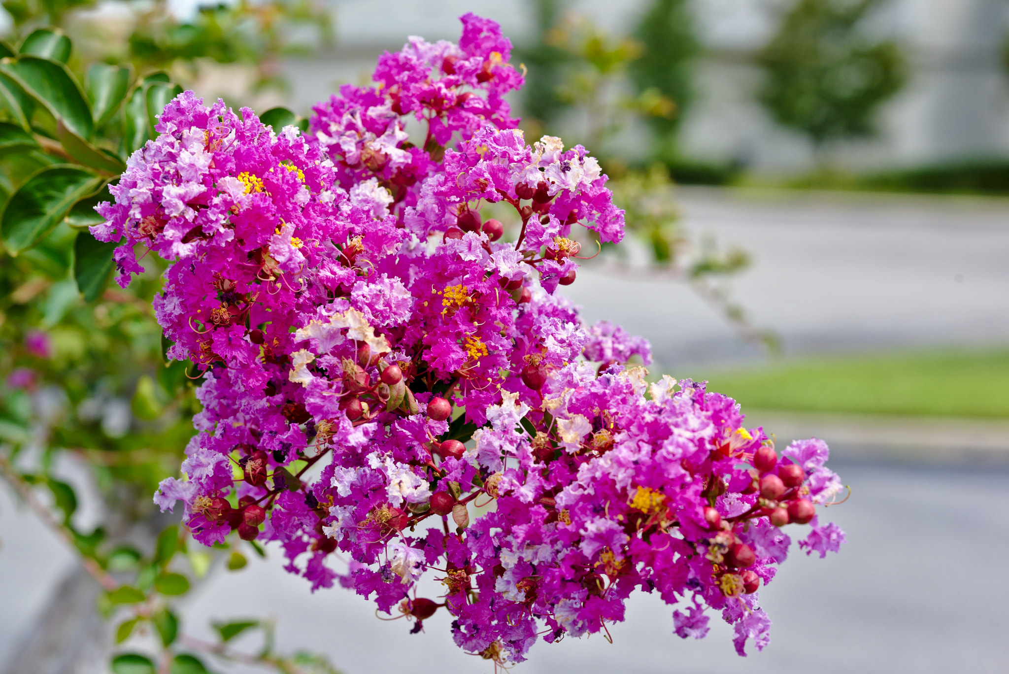 ZEISS Otus 85mm F1.4 sample photo. Pink crepe myrtle iii photography