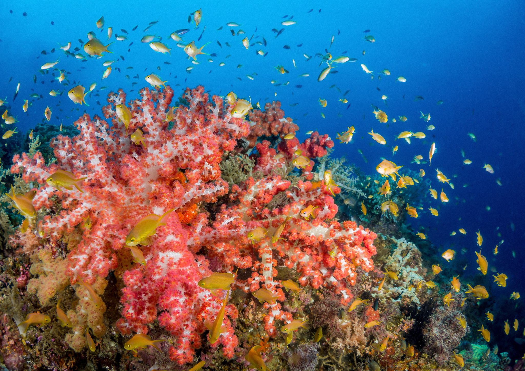 Olympus OM-D E-M10 + LUMIX G FISHEYE 8/F3.5 sample photo. Reef scene cabilao, philippines photography