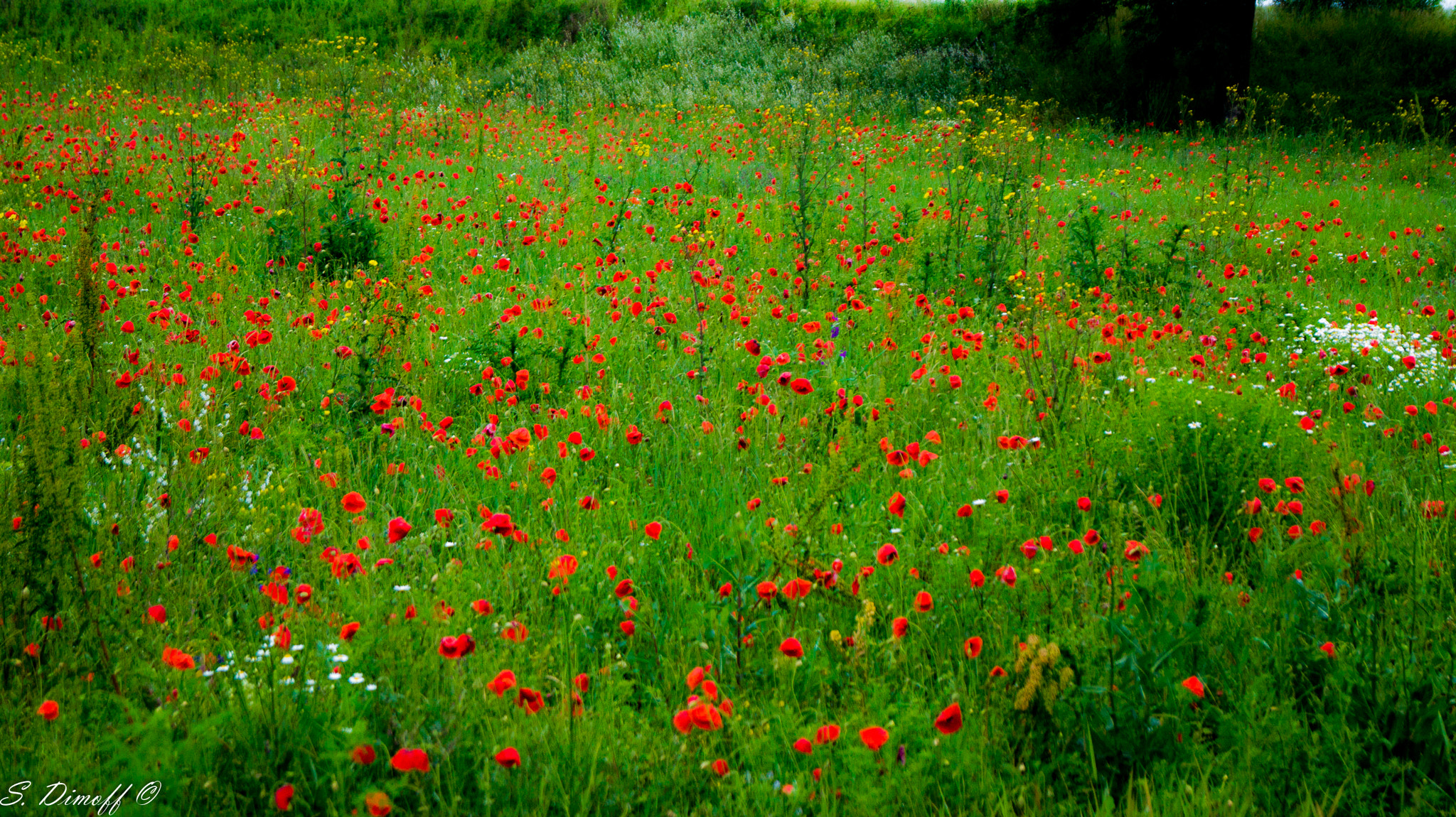 Sony SLT-A58 + Sony DT 18-55mm F3.5-5.6 SAM sample photo. A dozen of poppies :) photography
