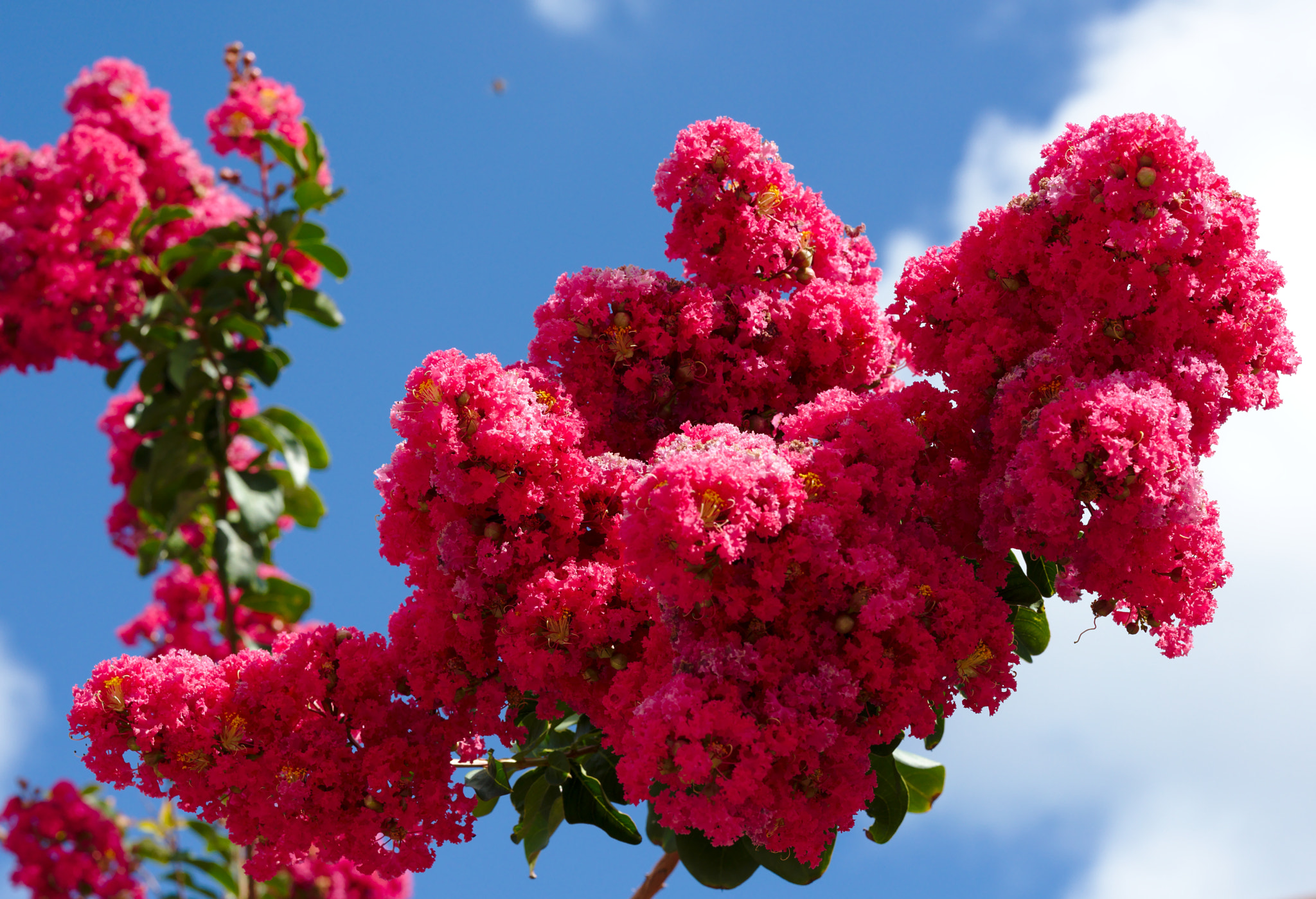 Nikon D810 + Manual Lens No CPU sample photo. Red crepe myrtle photography