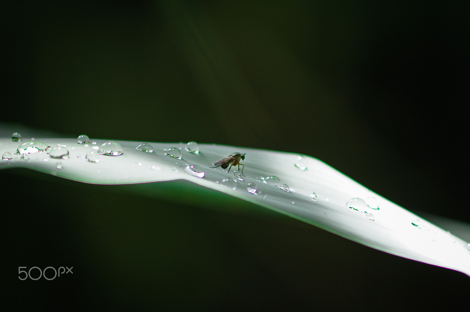 Nikon D90 + AF Zoom-Nikkor 70-210mm f/4 sample photo. Bugs live photography