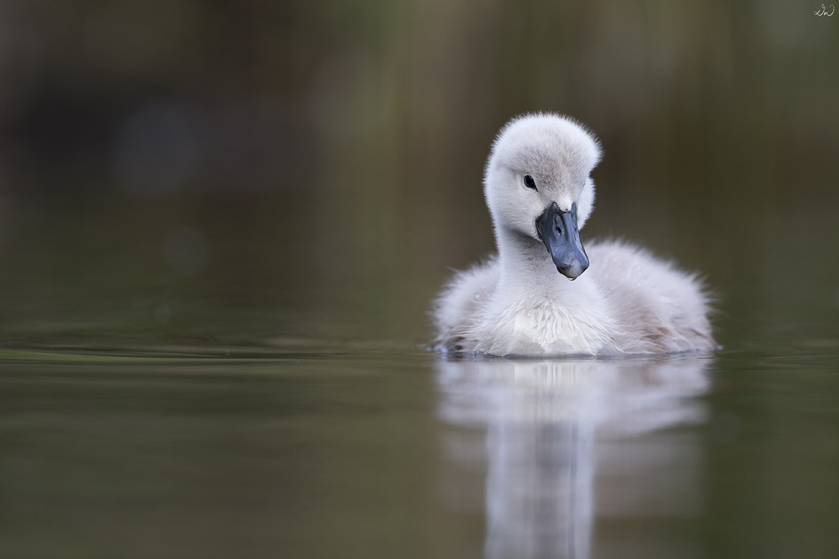 Canon EF 500mm F4L IS II USM sample photo. Mute swan cygnet photography