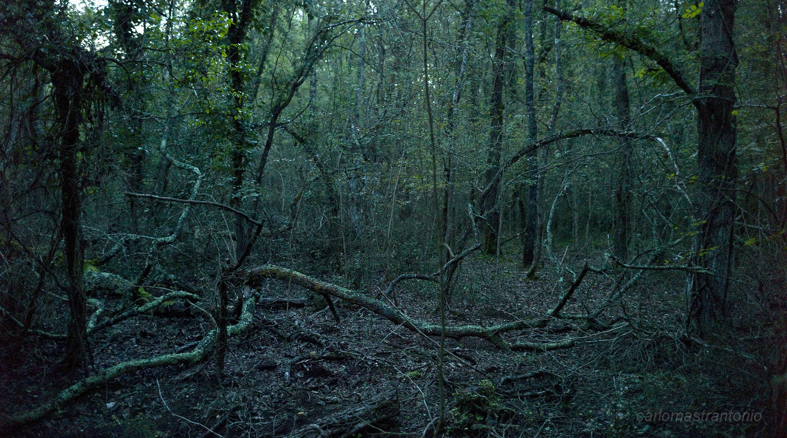 Leica Tri-Elmar-M 16-18-21mm F4 ASPH sample photo. L photography