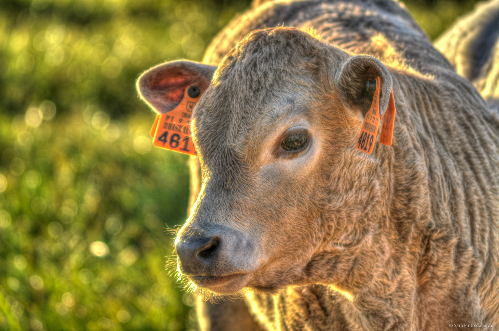 AF Zoom-Nikkor 75-240mm f/4.5-5.6D sample photo. Calf photography