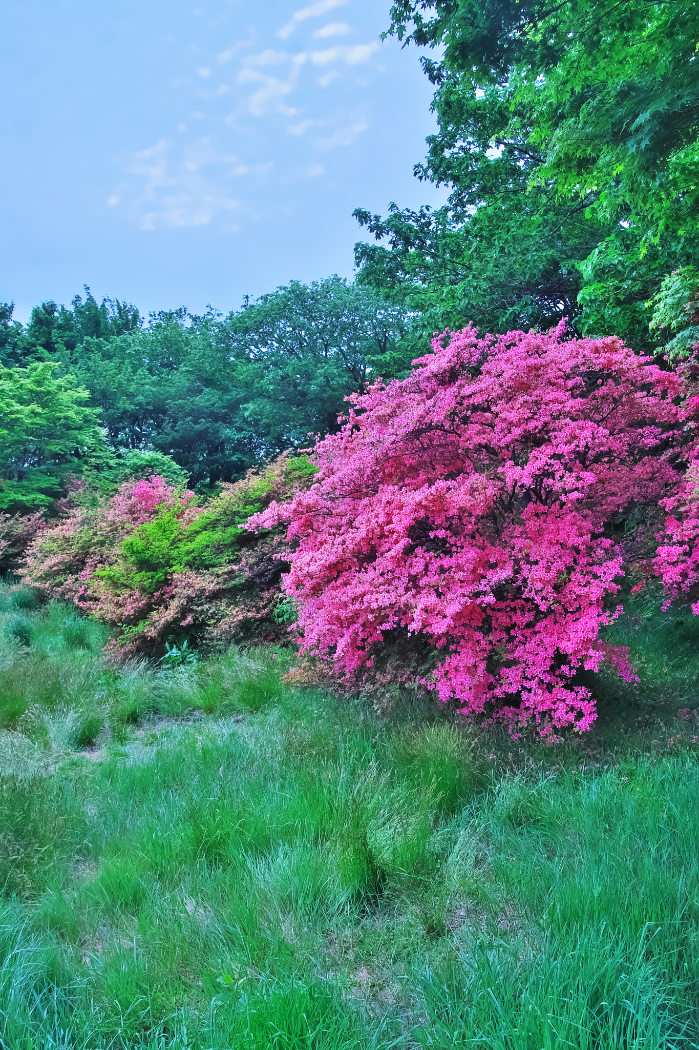 Sony SLT-A65 (SLT-A65V) + DT 18-270mm F3.5-6.3 sample photo. Rhododendron kaempferi photography