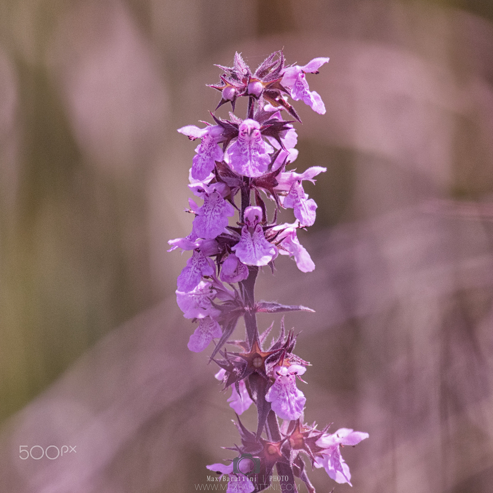 Canon EF 400mm F5.6L USM sample photo. Wild orchid photography