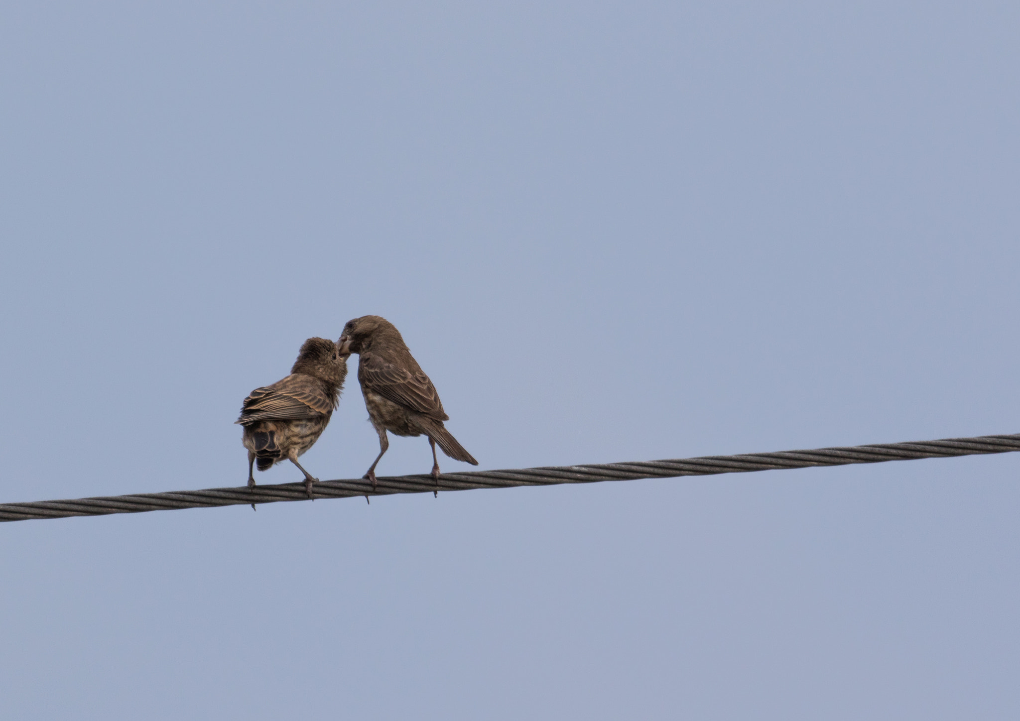 Canon EF 70-200mm F4L USM sample photo. Birds photography