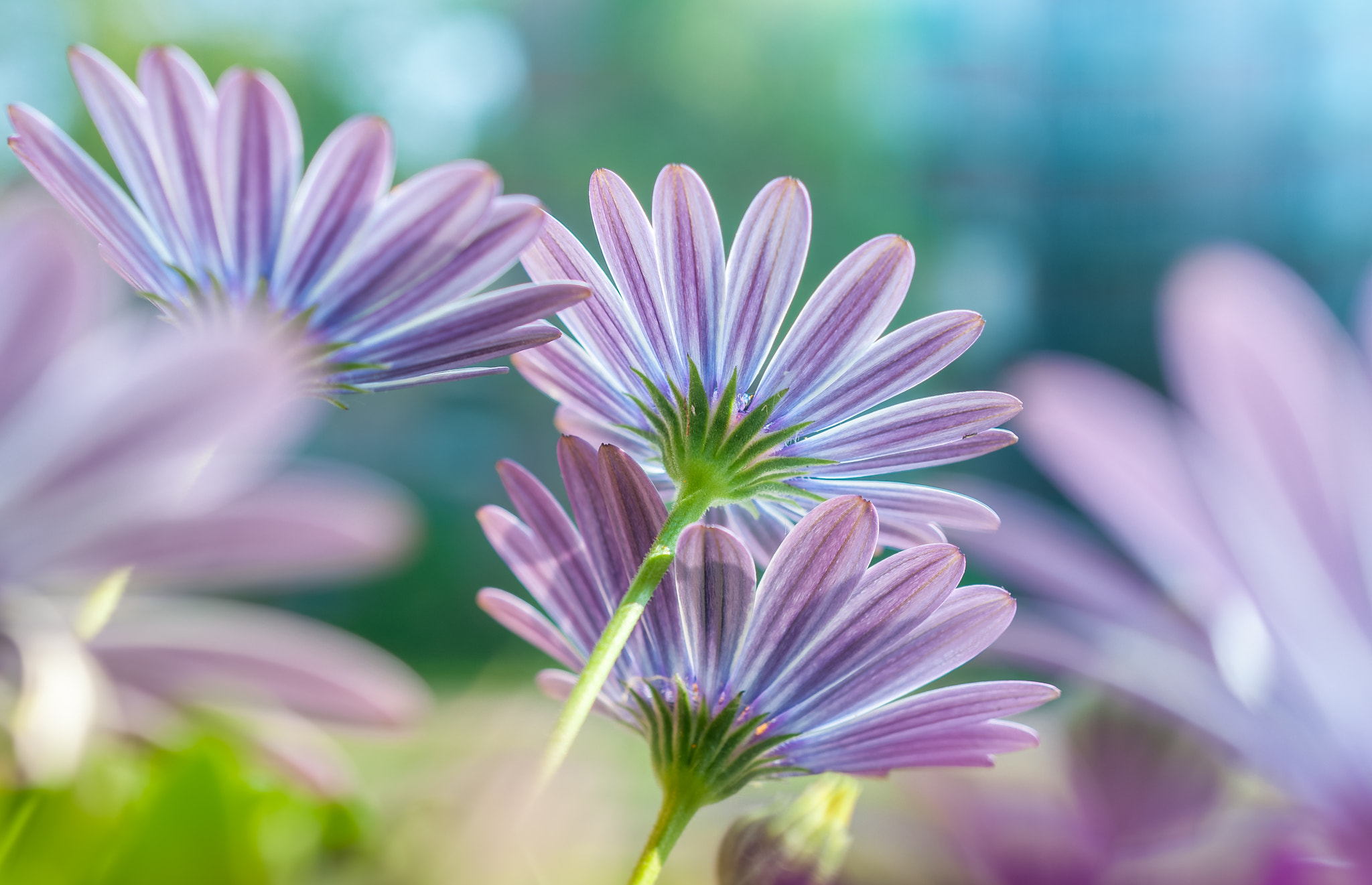 Nikon AF-S DX Micro Nikkor 40mm F2.8 sample photo. Pastels photography