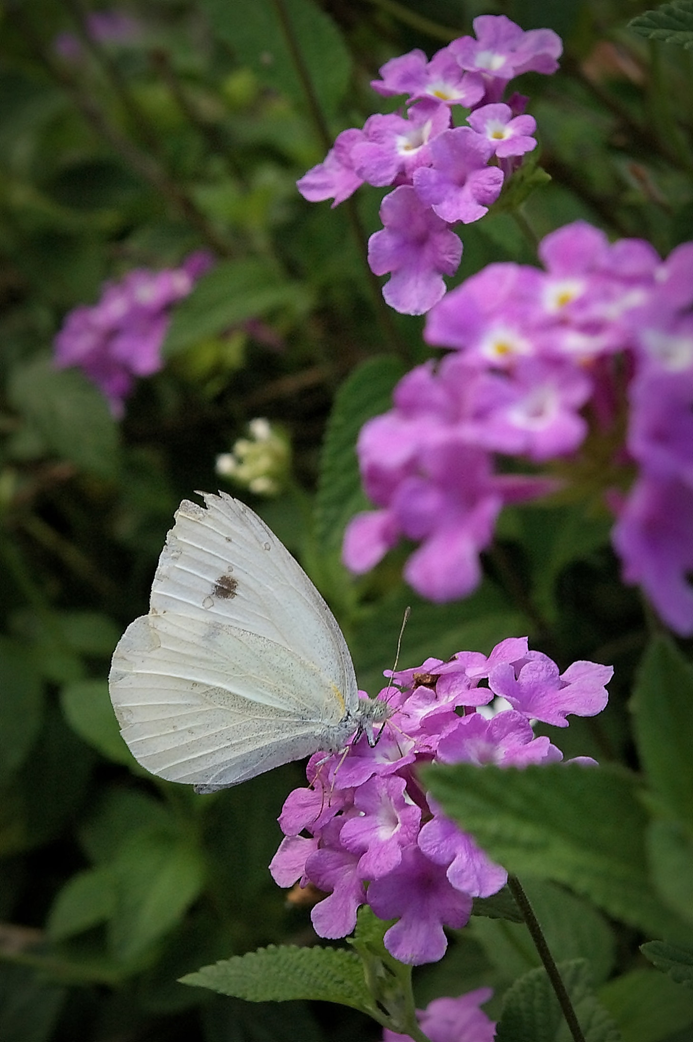 Pentax *ist DS sample photo. Butterfly photography