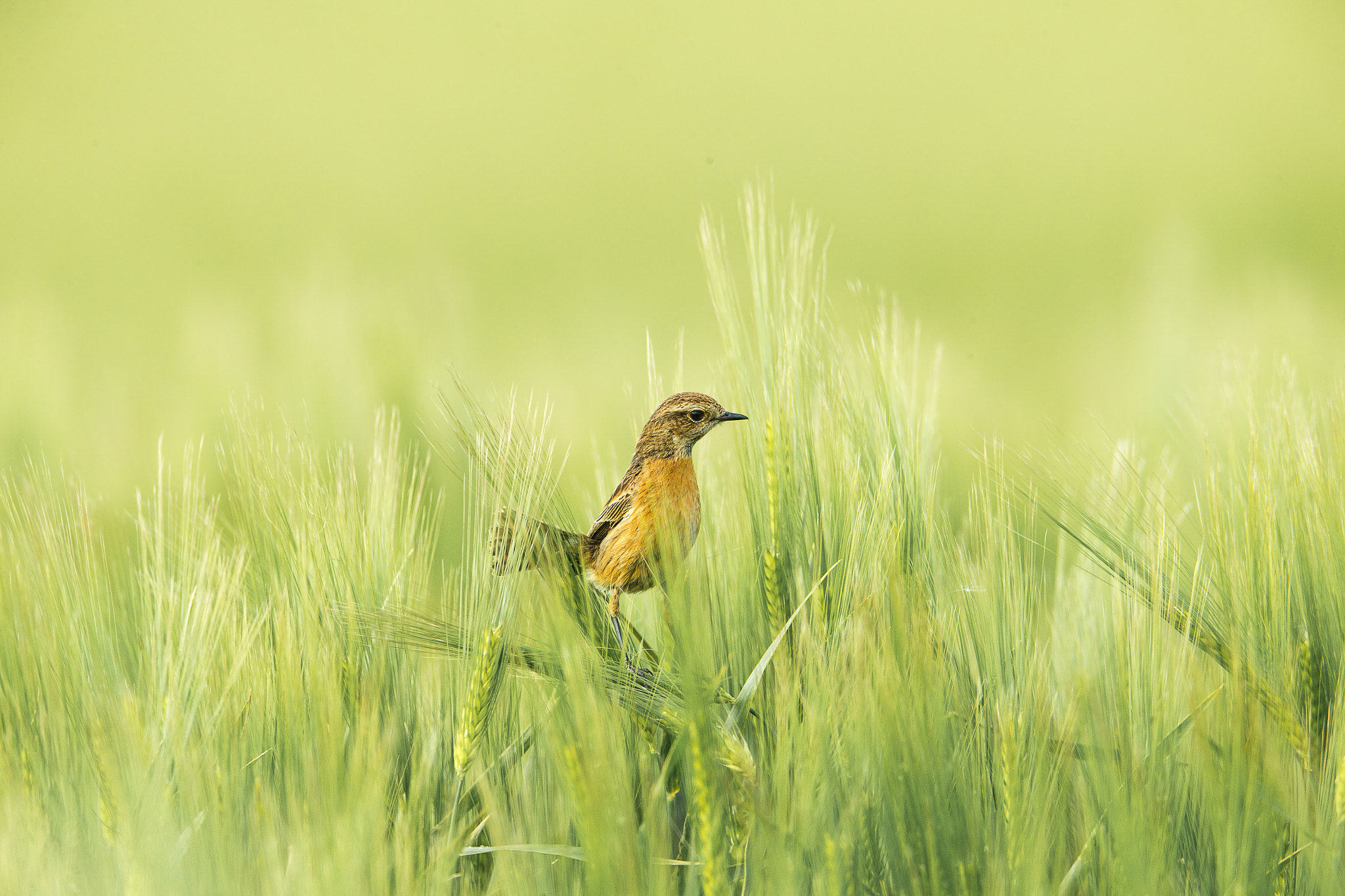 Canon EOS-1D X + Canon EF 600mm F4L IS USM sample photo. Common stonechat photography