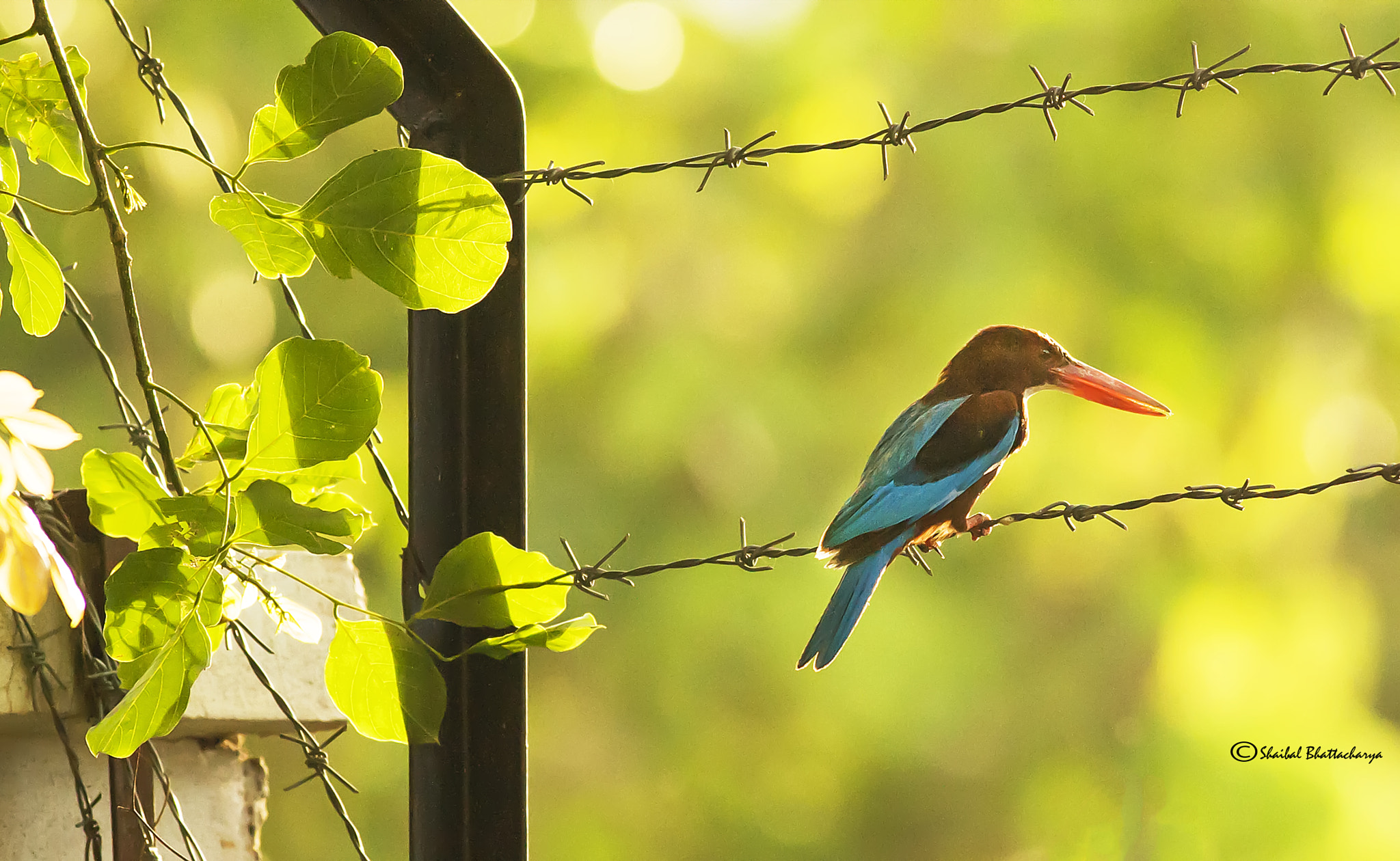 Canon EF 400mm F5.6L USM sample photo. Kingfisher photography