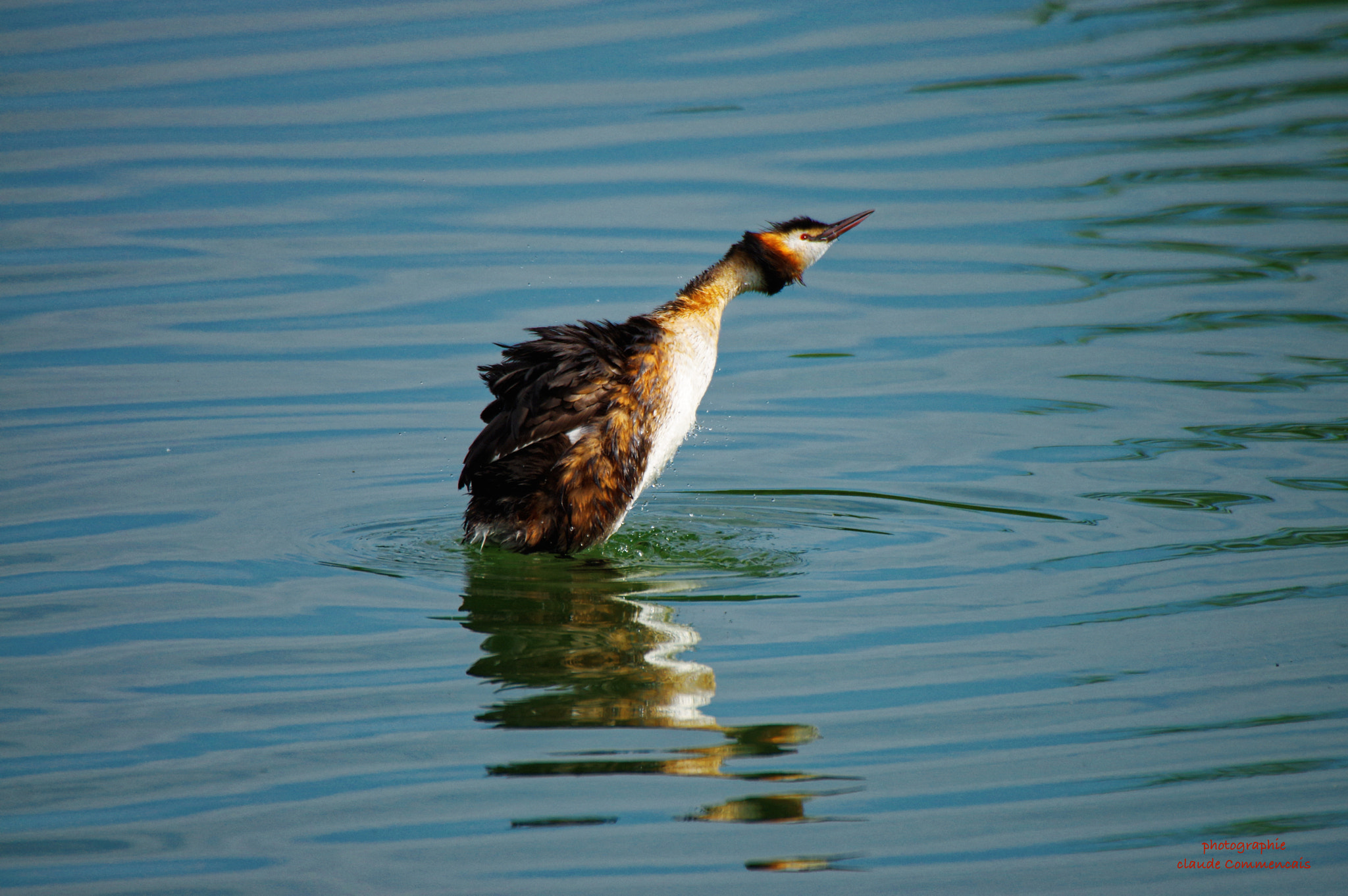 Sigma 50-500mm F4.5-6.3 DG OS HSM sample photo. Grèbe huppé photography