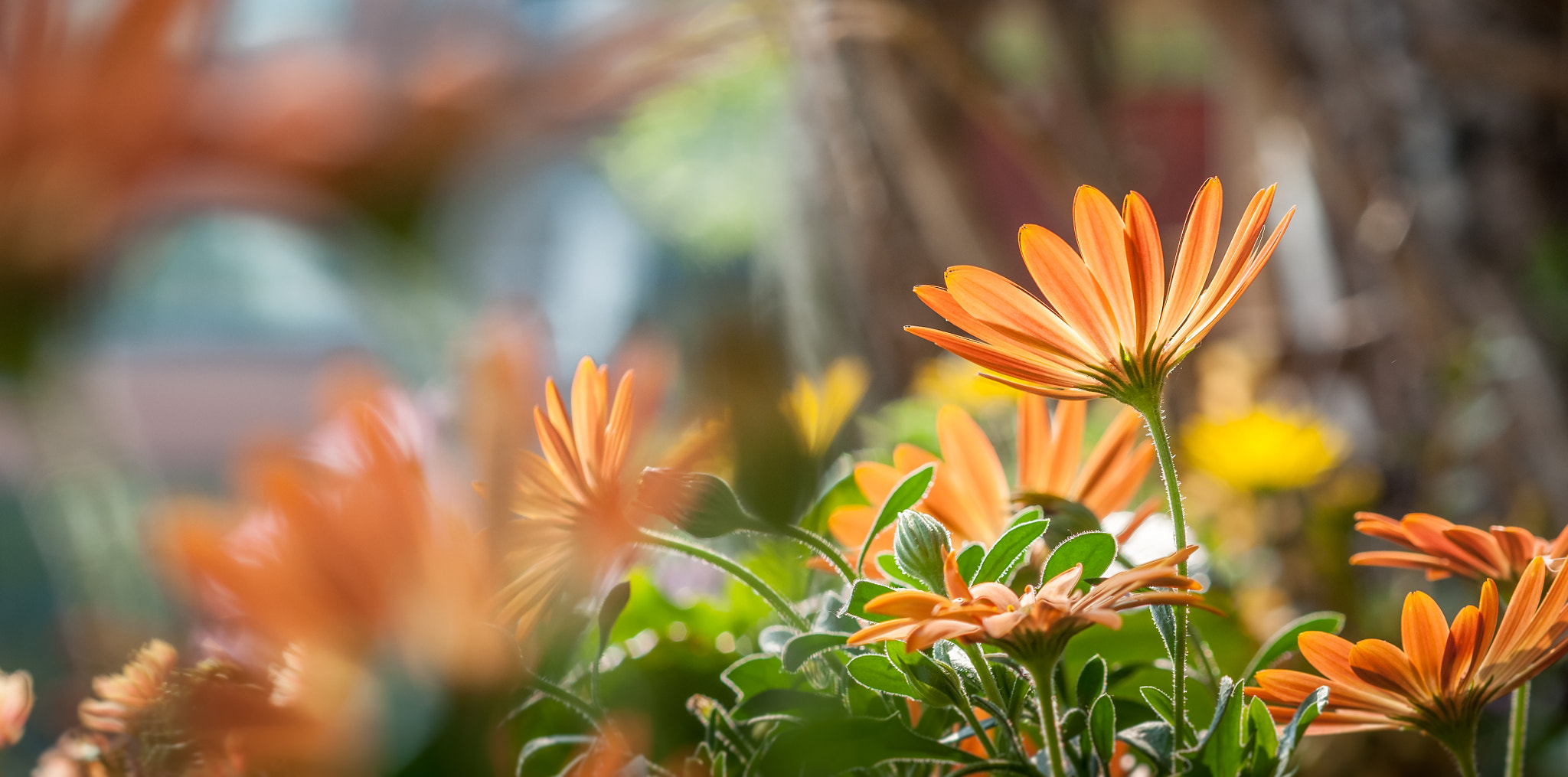 Nikon D5000 + Nikon AF-S Nikkor 85mm F1.8G sample photo. Sunworshipers photography