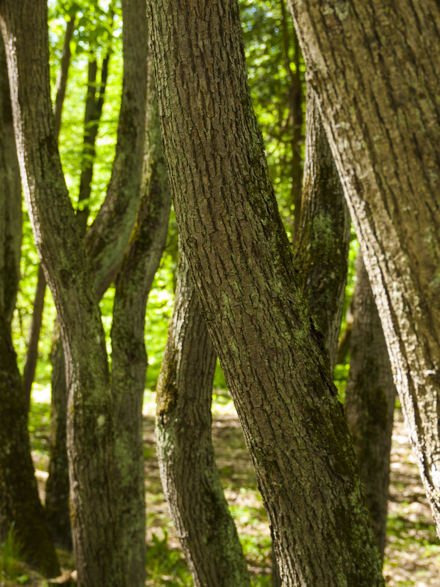 Olympus E-520 (EVOLT E-520) + SIGMA 18-50mm F2.8 DC sample photo. Rhythm of wood photography