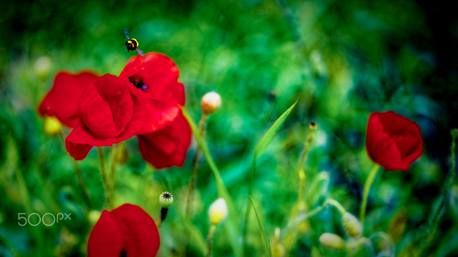 ZEISS Otus 55mm F1.4 sample photo. Flying on top photography