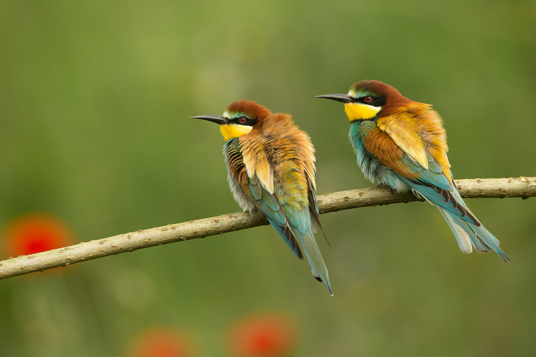 Canon EOS-1D X + Canon EF 600mm F4L IS USM sample photo. European bee-eater photography