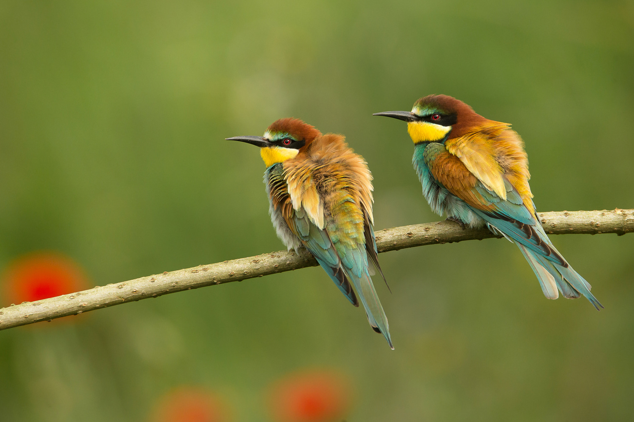 Canon EF 600mm F4L IS USM sample photo. European bee-eater photography