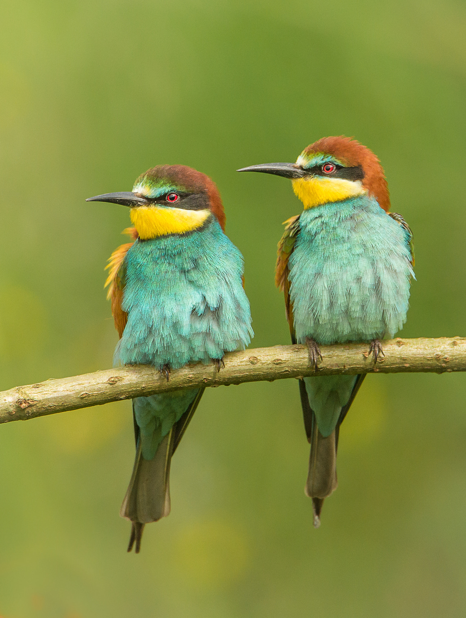 Canon EF 600mm F4L IS USM sample photo. European bee-eater photography