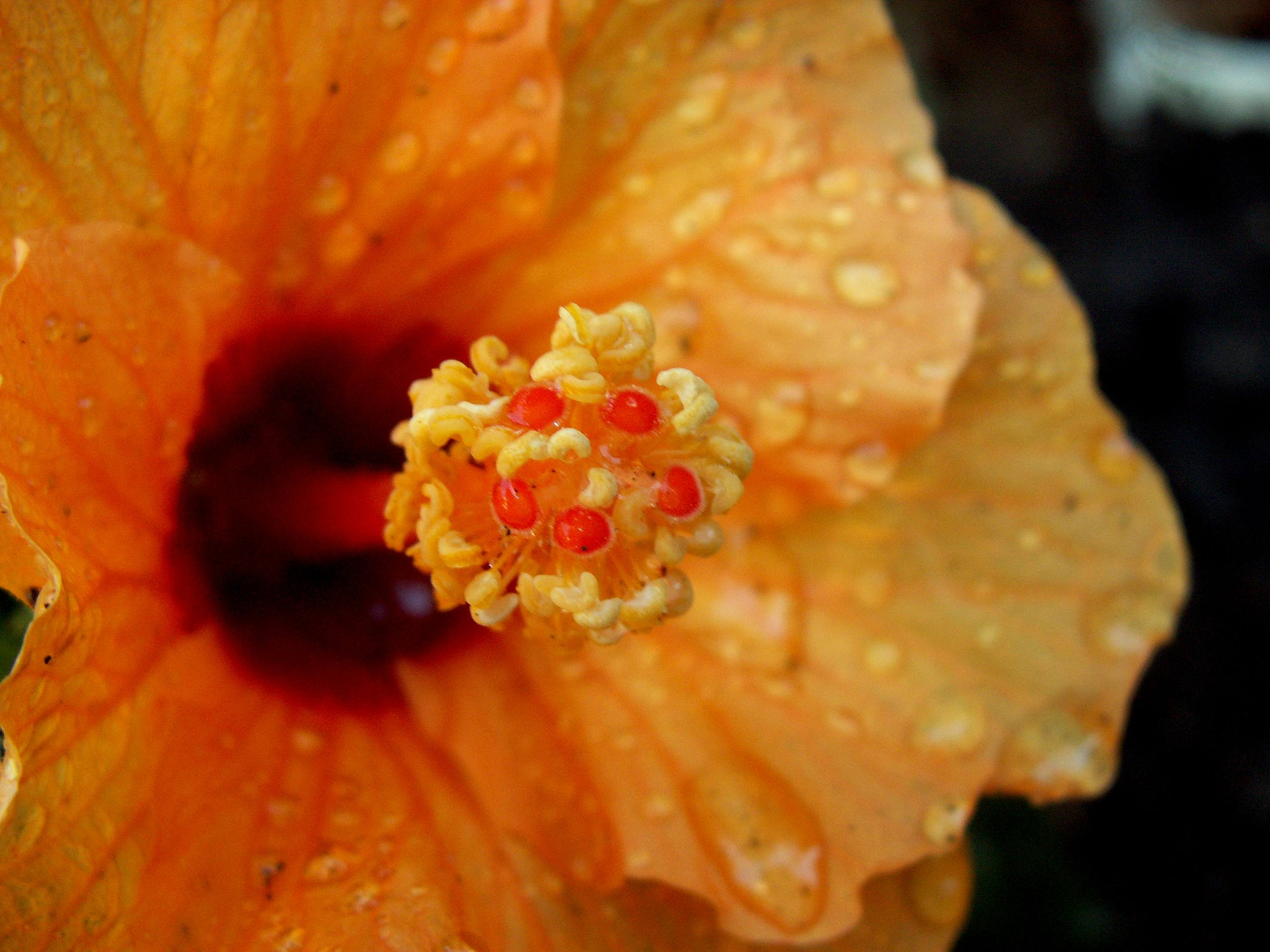 KONICA MINOLTA DiMAGE Z5 sample photo. Hibiskus photography