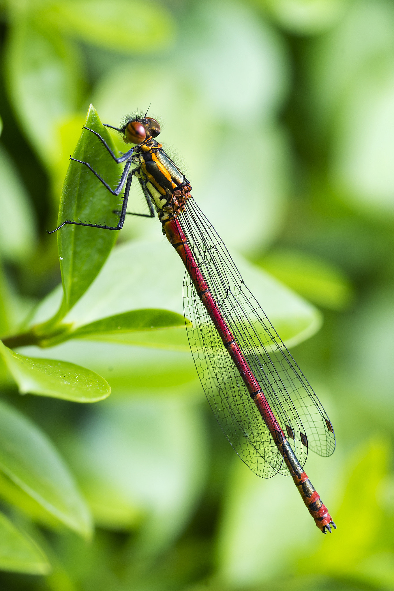 ZEISS Makro-Planar T* 100mm F2 sample photo. Large red damselfly photography